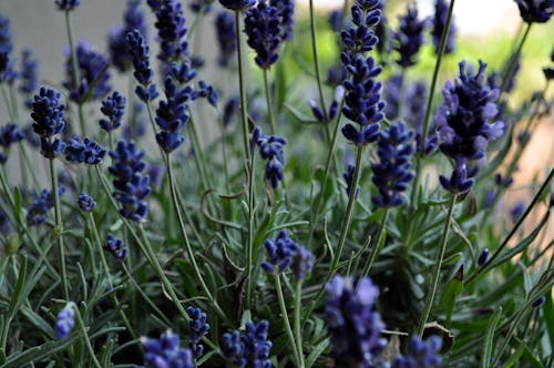 Free stock photo of flowers, lavender Stock Photo