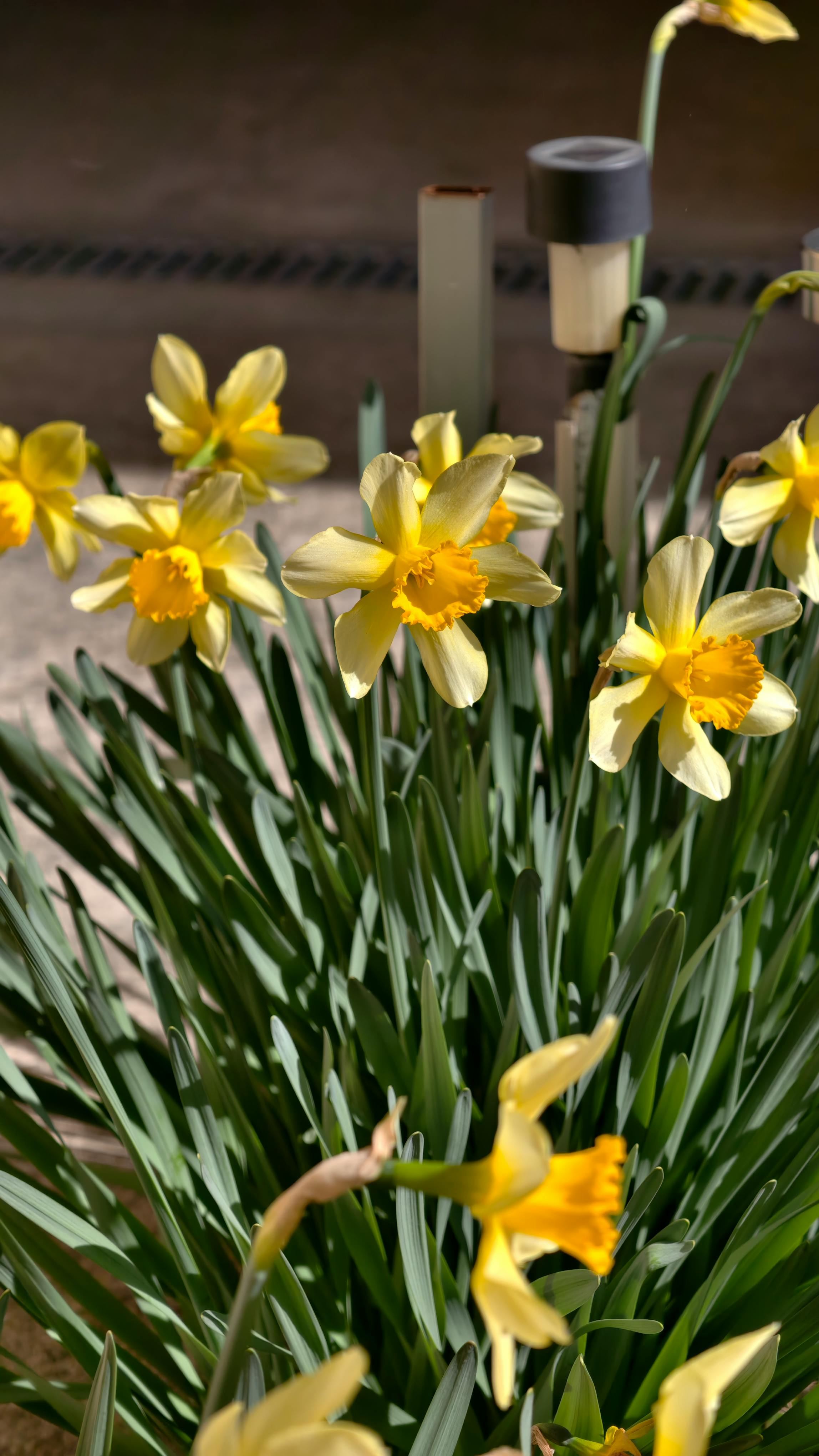 Miễn phí Ảnh lưu trữ miễn phí về ánh sáng tự nhiên, cánh hoa màu vàng, cảnh quan Ảnh lưu trữ