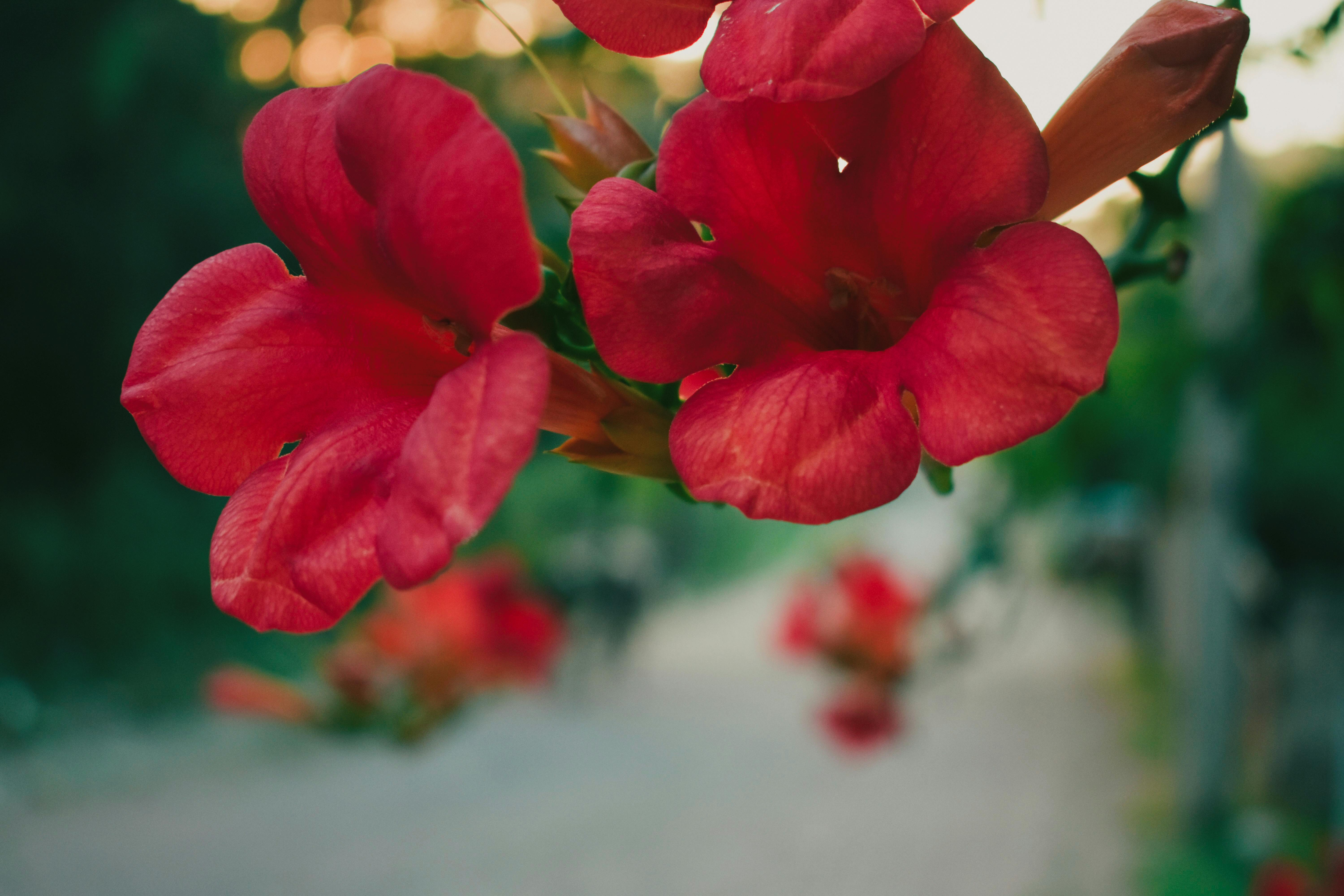 Gratuit Superbe gros plan de fleurs rouges en pleine floraison à Cide, Kastamonu, en Turquie, mettant en valeur la beauté naturelle. Photos