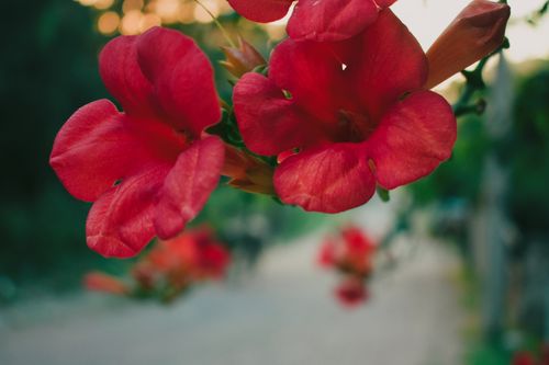 Free Stunning close-up of red flowers blooming in Cide, Kastamonu, Türkiye, showcasing natural beauty. Stock Photo