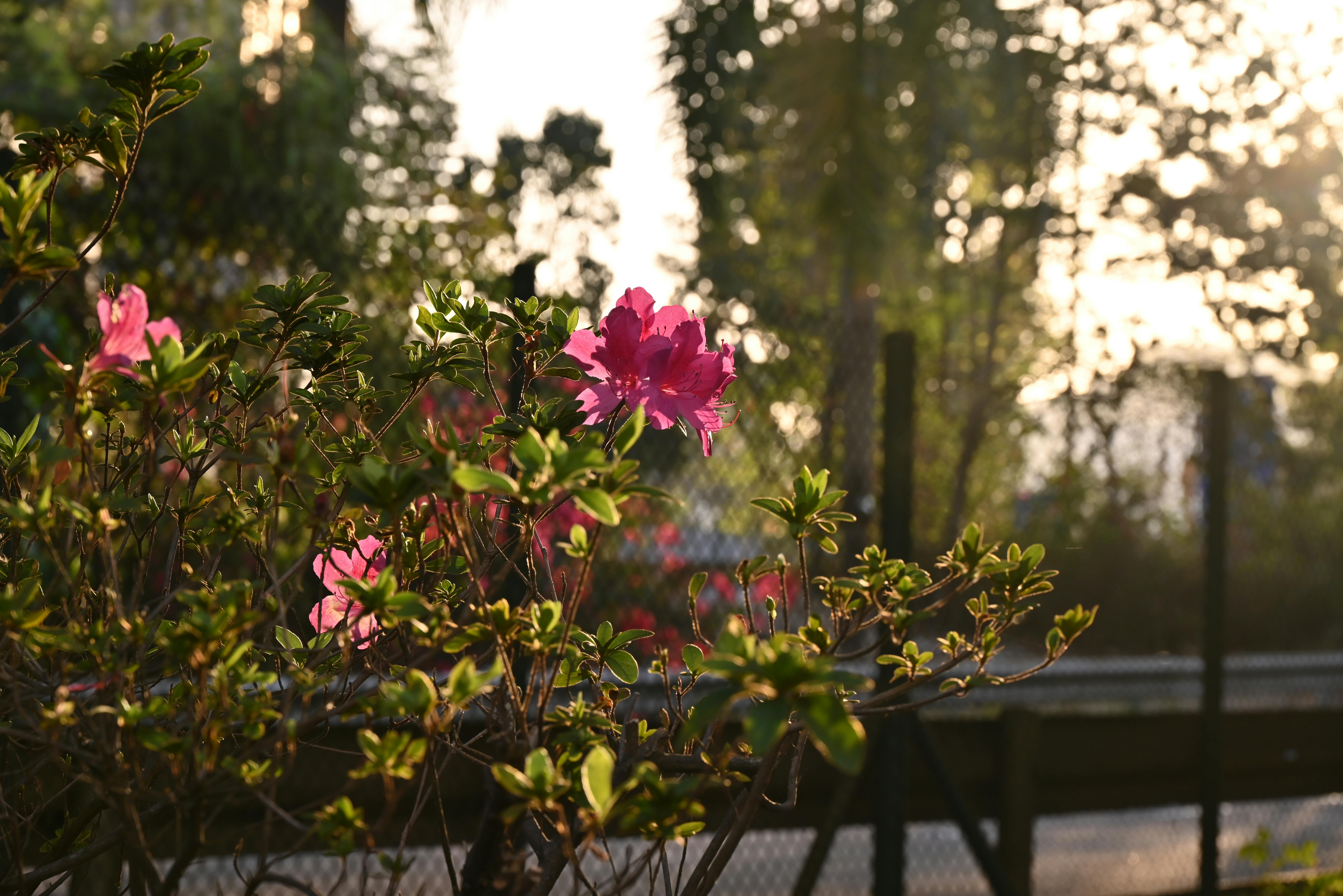 Gratis Immagine gratuita di alba, ambiente, ambiente esterno Foto a disposizione