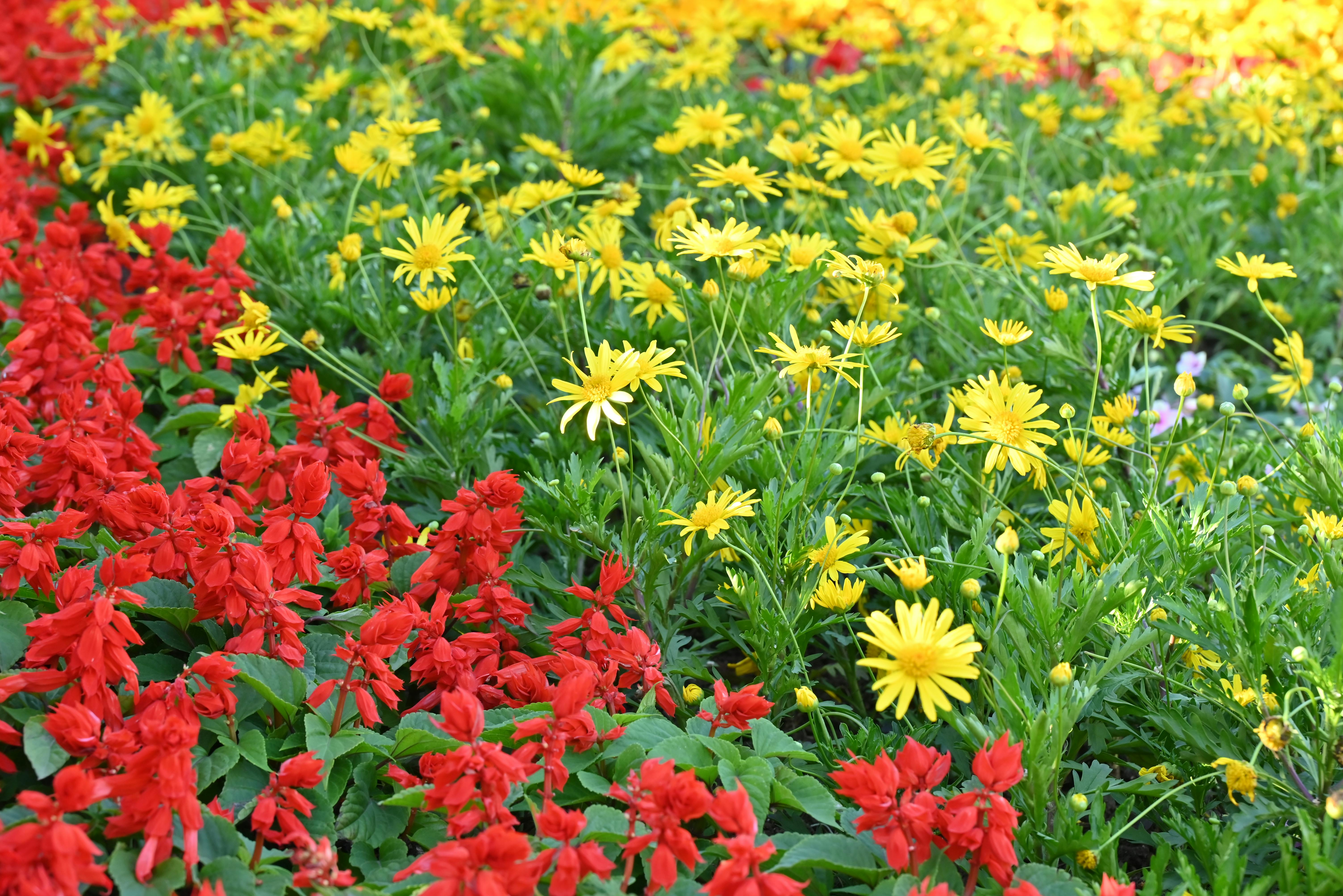 Gratuit Un magnifique spectacle de fleurs rouges et jaunes dans un jardin luxuriant. Photos