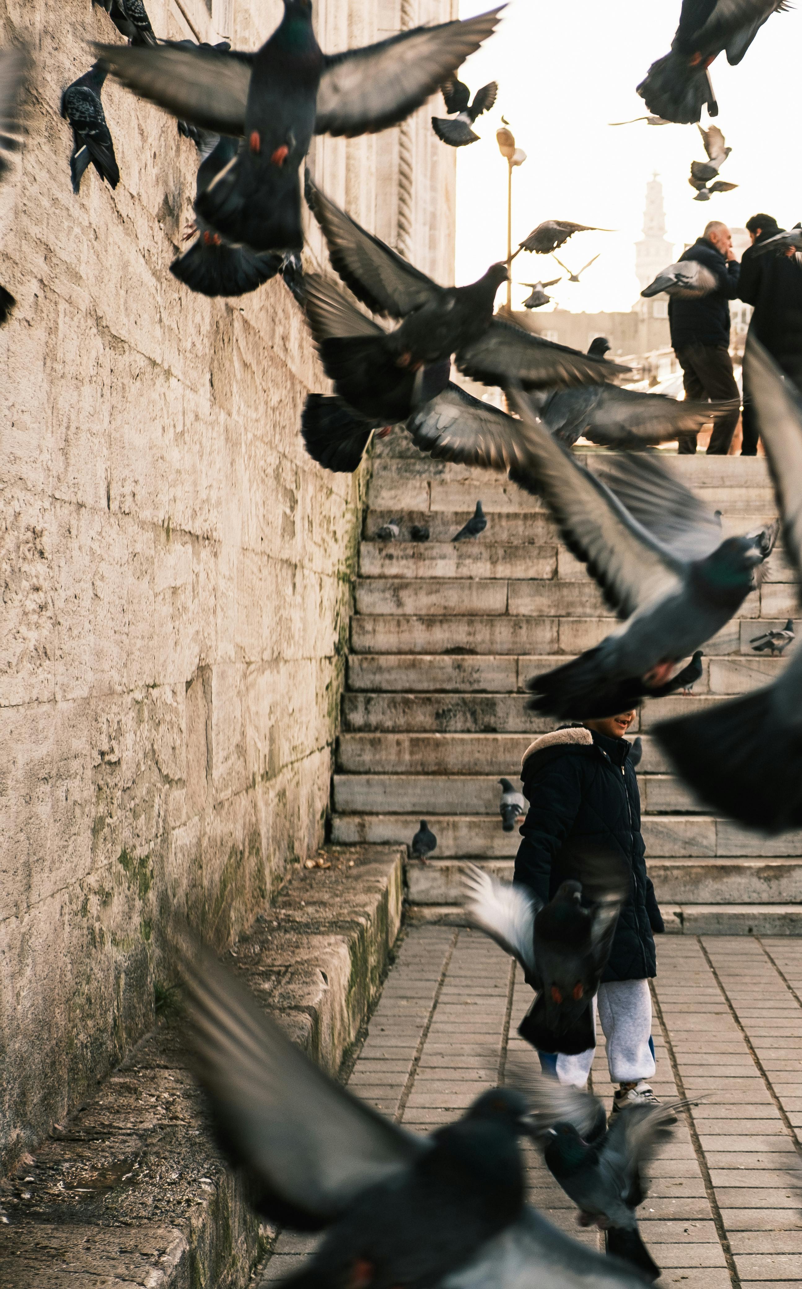 免费 一名儿童站在台阶上，周围是飞翔的鸽子，置身于城市环境中。 素材图片