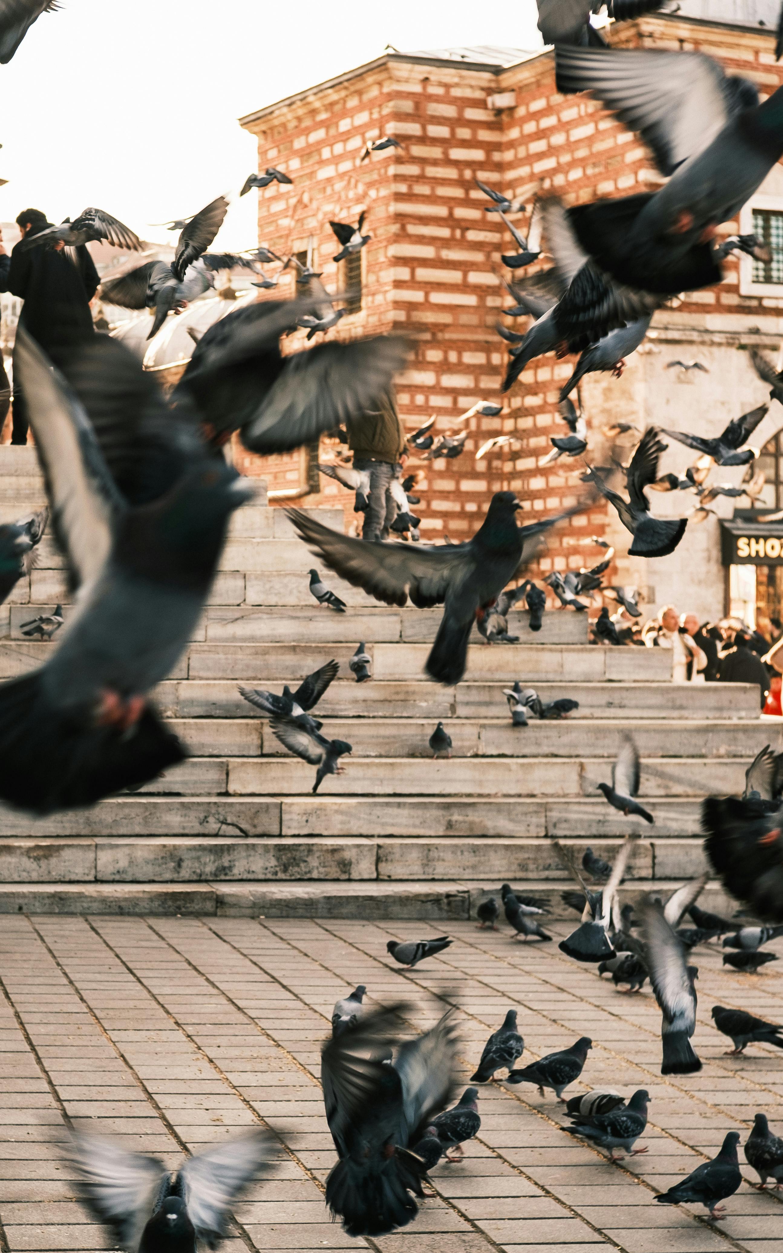 Kostenlos Eine dynamische Szene mit Tauben, die im Freien in der Nähe einer historischen Steintreppe fliegen. Stock-Foto