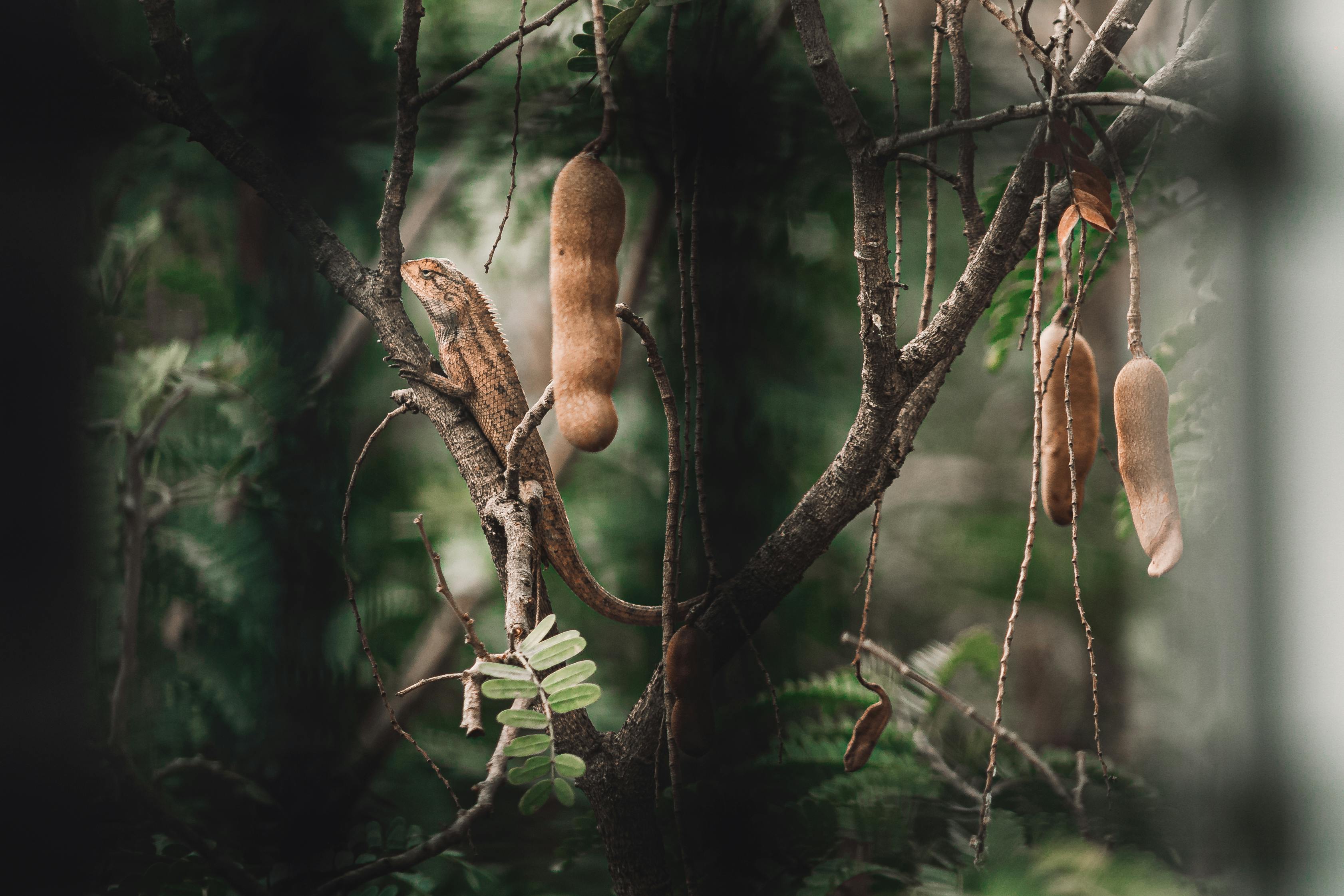 Gratis En øgle sitter på en gren av et tamarindtre utendørs i Faridpur, Bangladesh. Arkivbilde