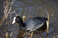 Eurasian Coot Swimming in Tranquil Water