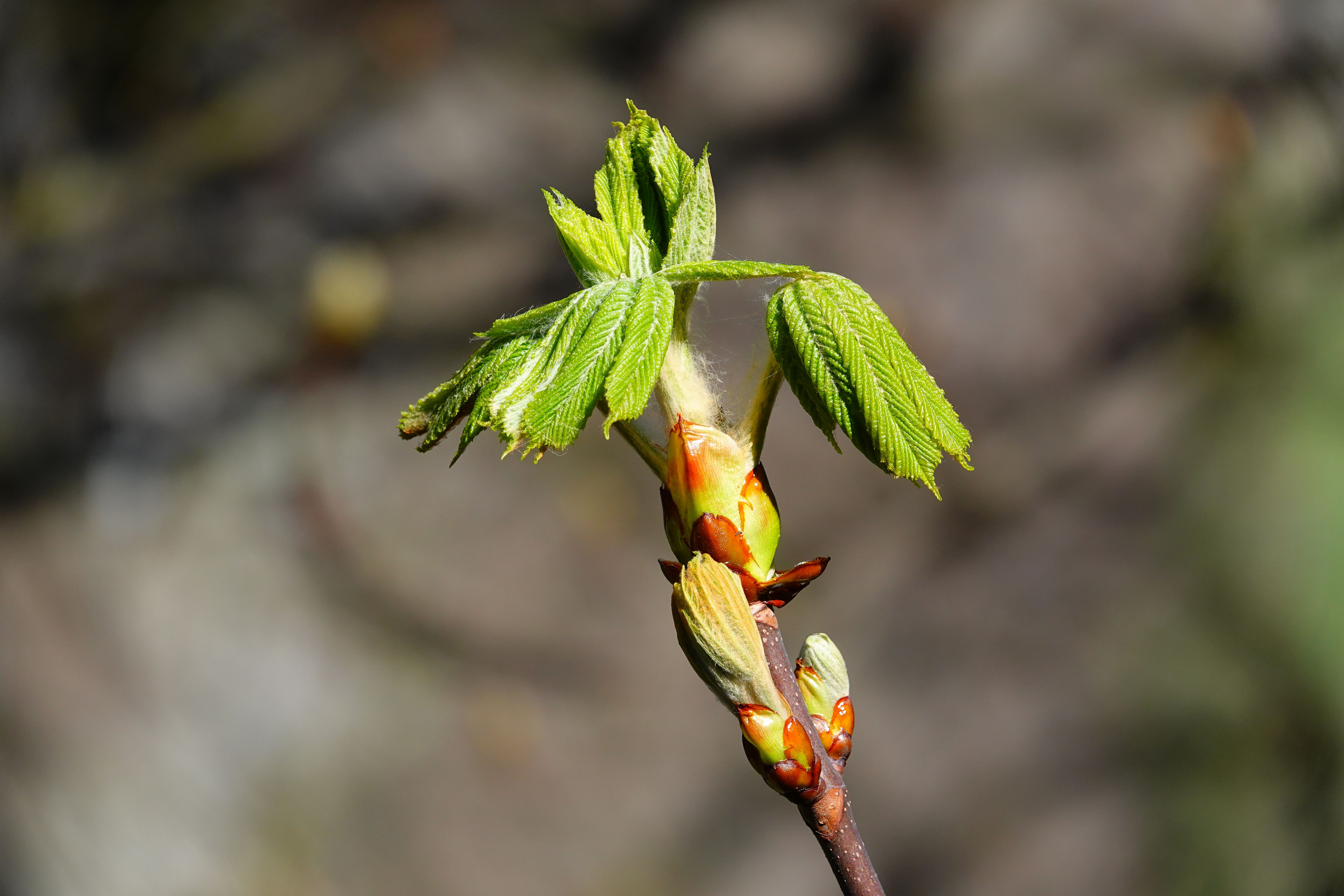 Emerging Spring Buds in Meran, Italy · Free Stock Photo