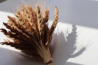Closeup of Wheat Sheaf with Shadows on White Surface