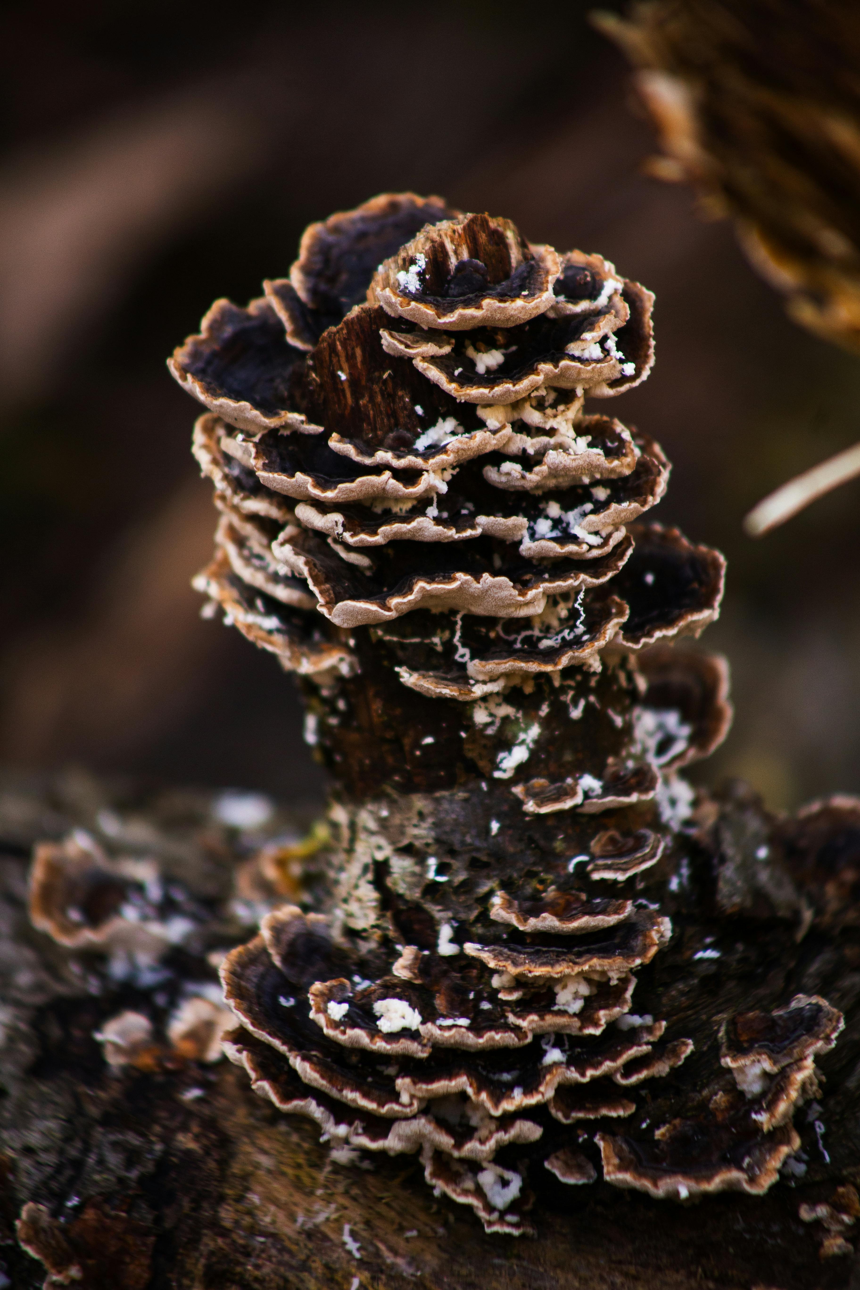 無料 スコットランドのグラスゴーで撮影された、層状菌類の詳細な写真。 写真素材