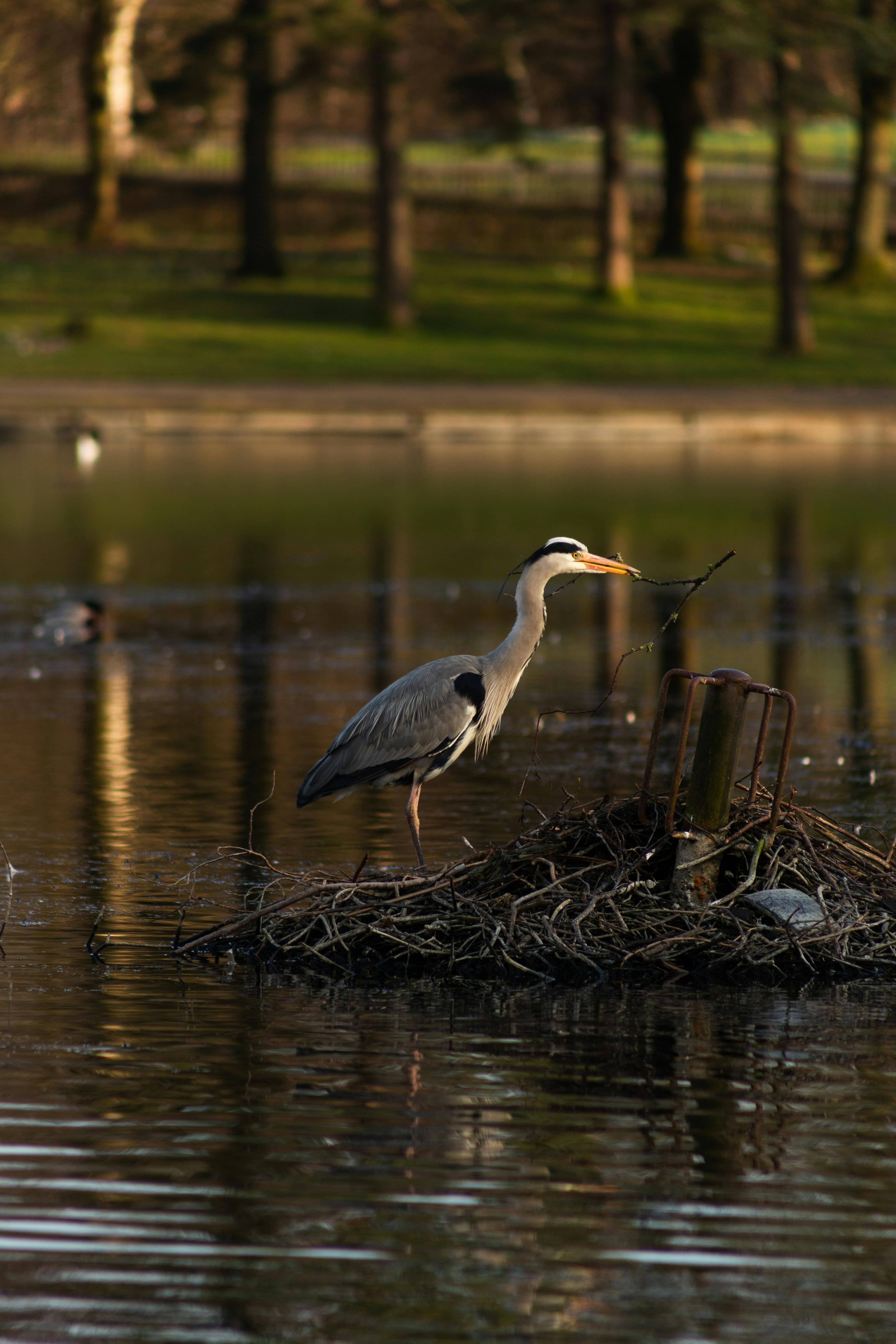 Gratis Un airone cenerino appollaiato sulle rive di un lago in un parco di Glasgow durante la primavera. Foto a disposizione