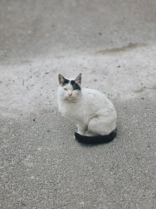 Free A black and white cat sitting on a textured concrete surface. Stock Photo