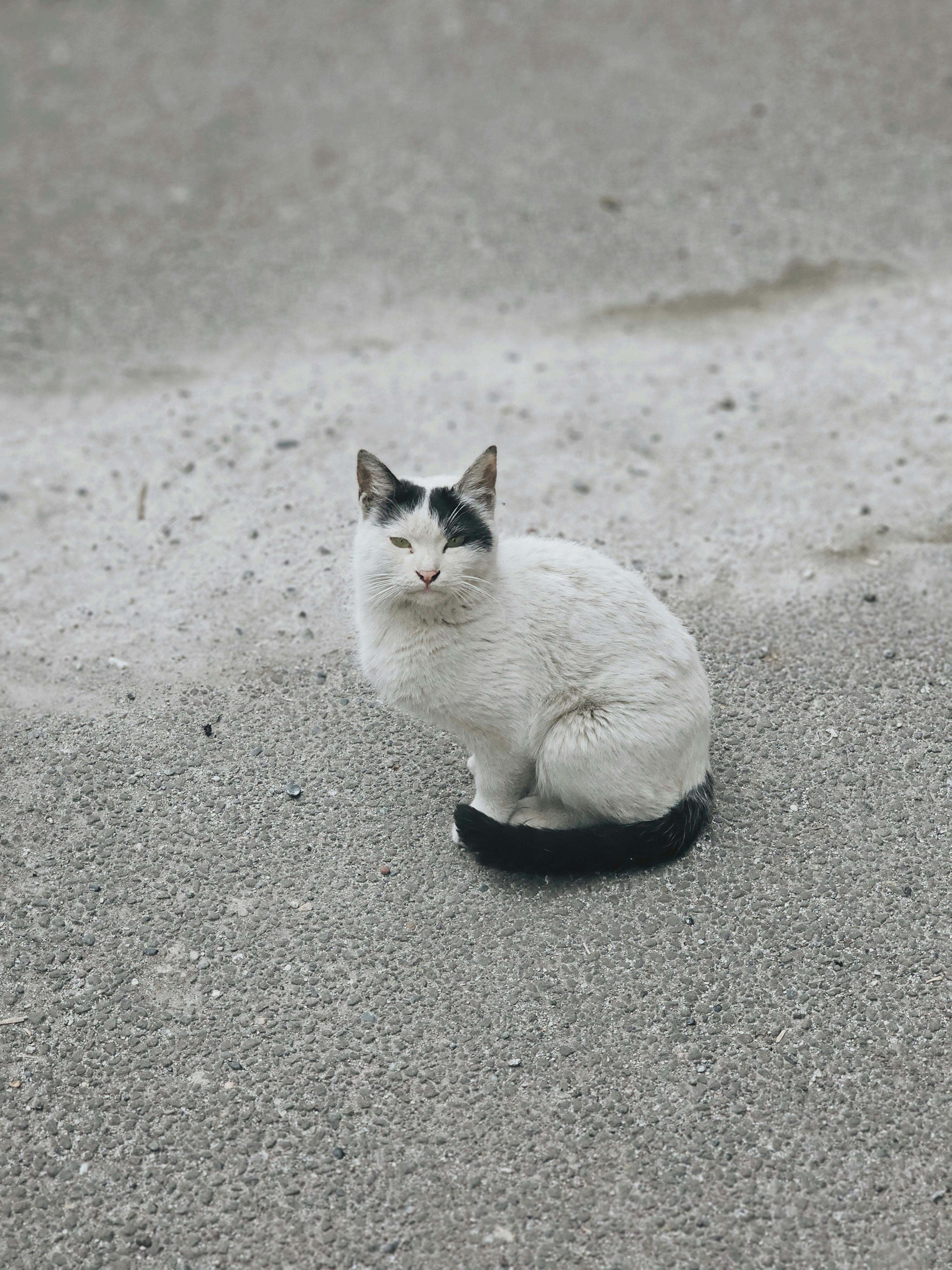 Miễn phí Một con mèo đen trắng đang ngồi trên bề mặt bê tông sần sùi. Ảnh lưu trữ