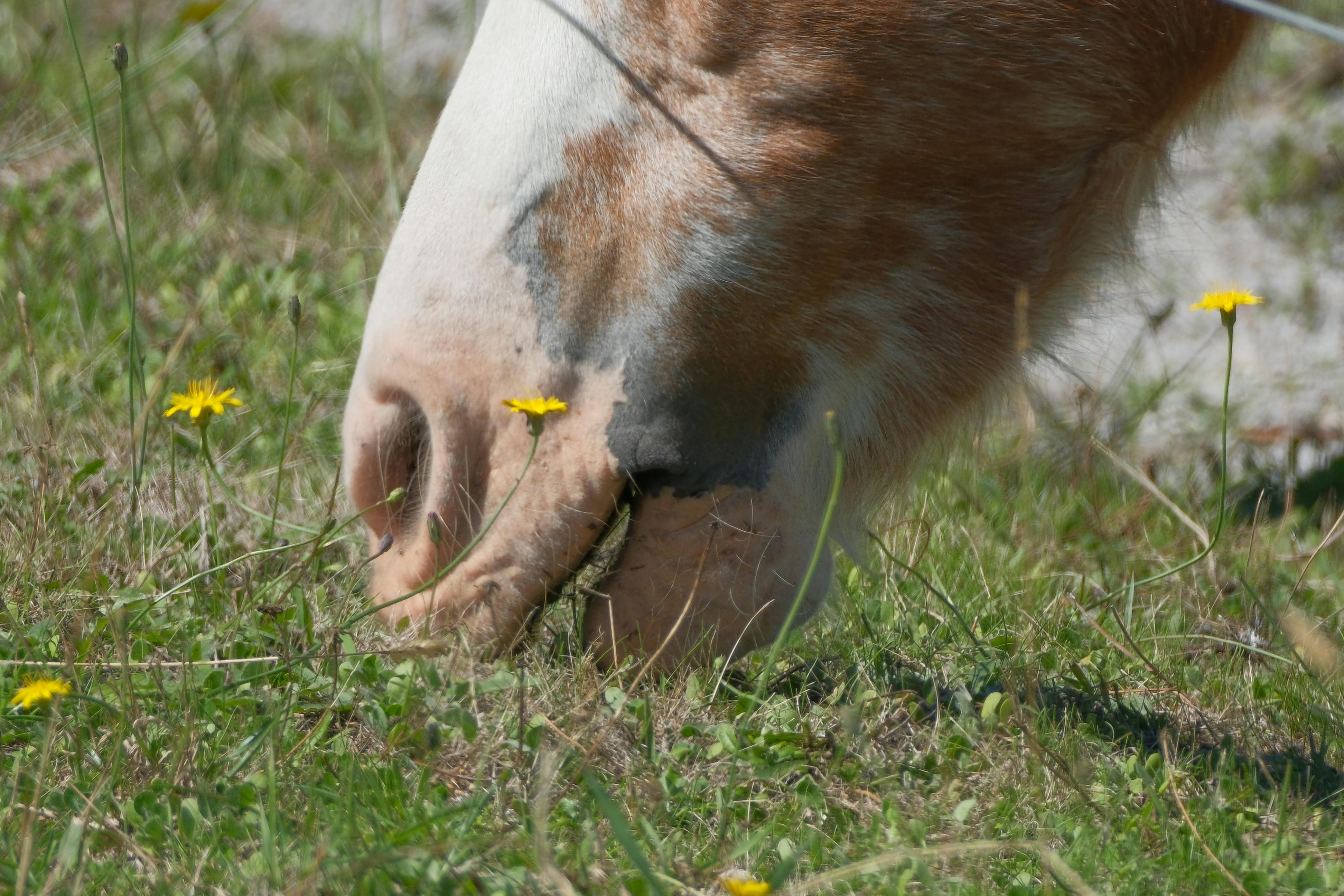 Δωρεάν Κοντινό πλάνο του ρύγχους ενός αλόγου ενώ βόσκει σε ένα ηλιόλουστο λιβάδι με αγριολούλουδα. Φωτογραφία από στοκ φωτογραφιών