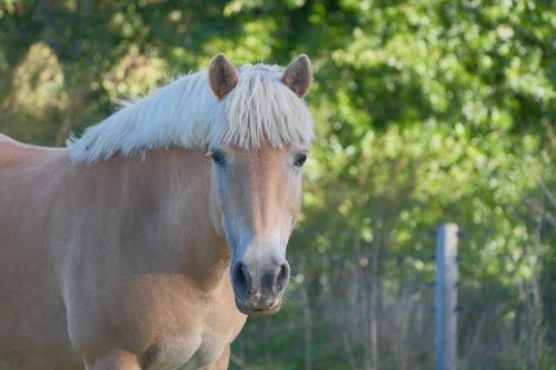 Free A calm palomino horse stands in a sunlit outdoor pasture, surrounded by lush greenery. Stock Photo