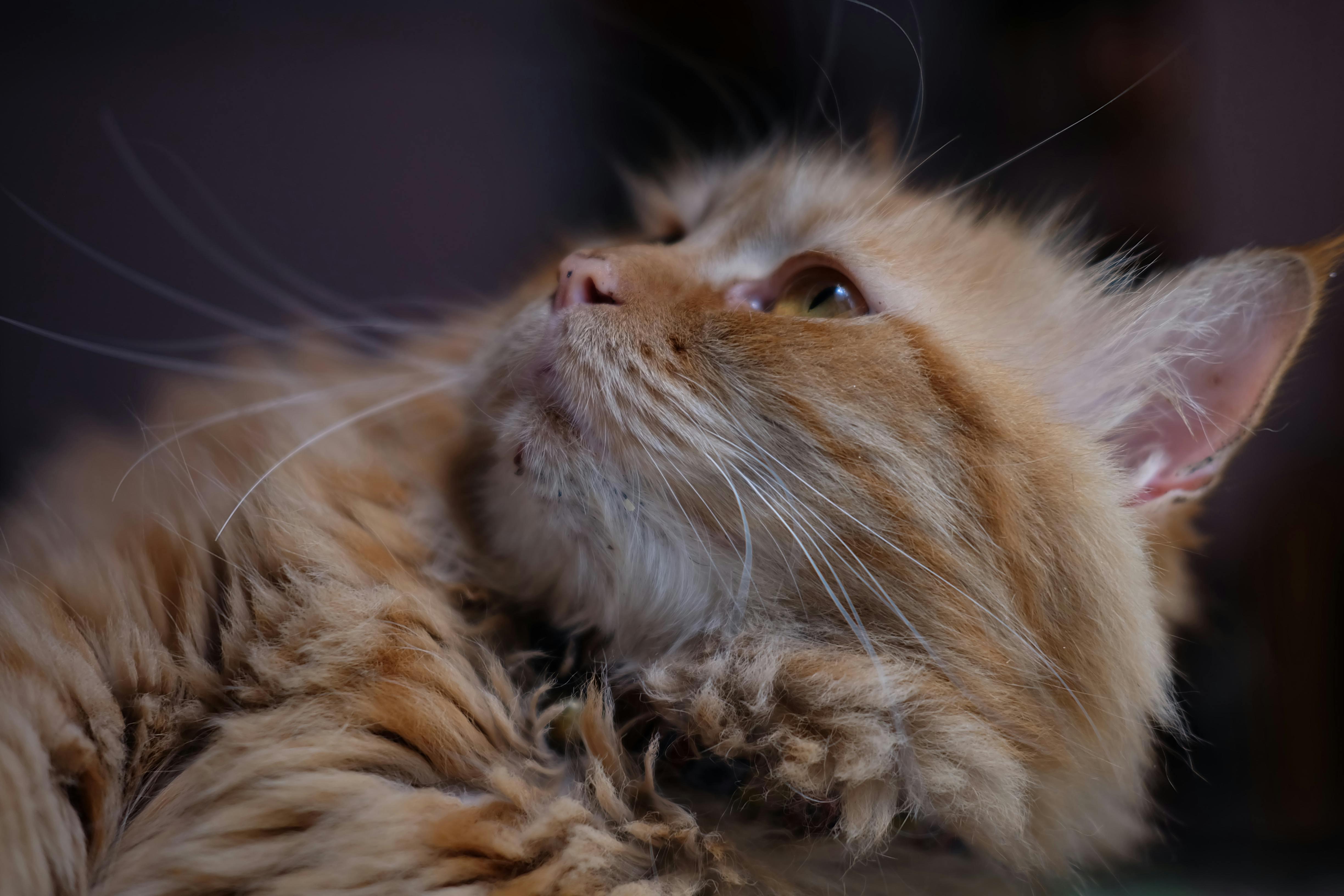 Gratis Mykt og detaljert nærbilde av en fluffy, ingefærkatt som ser oppover med nysgjerrighet. Arkivbilde