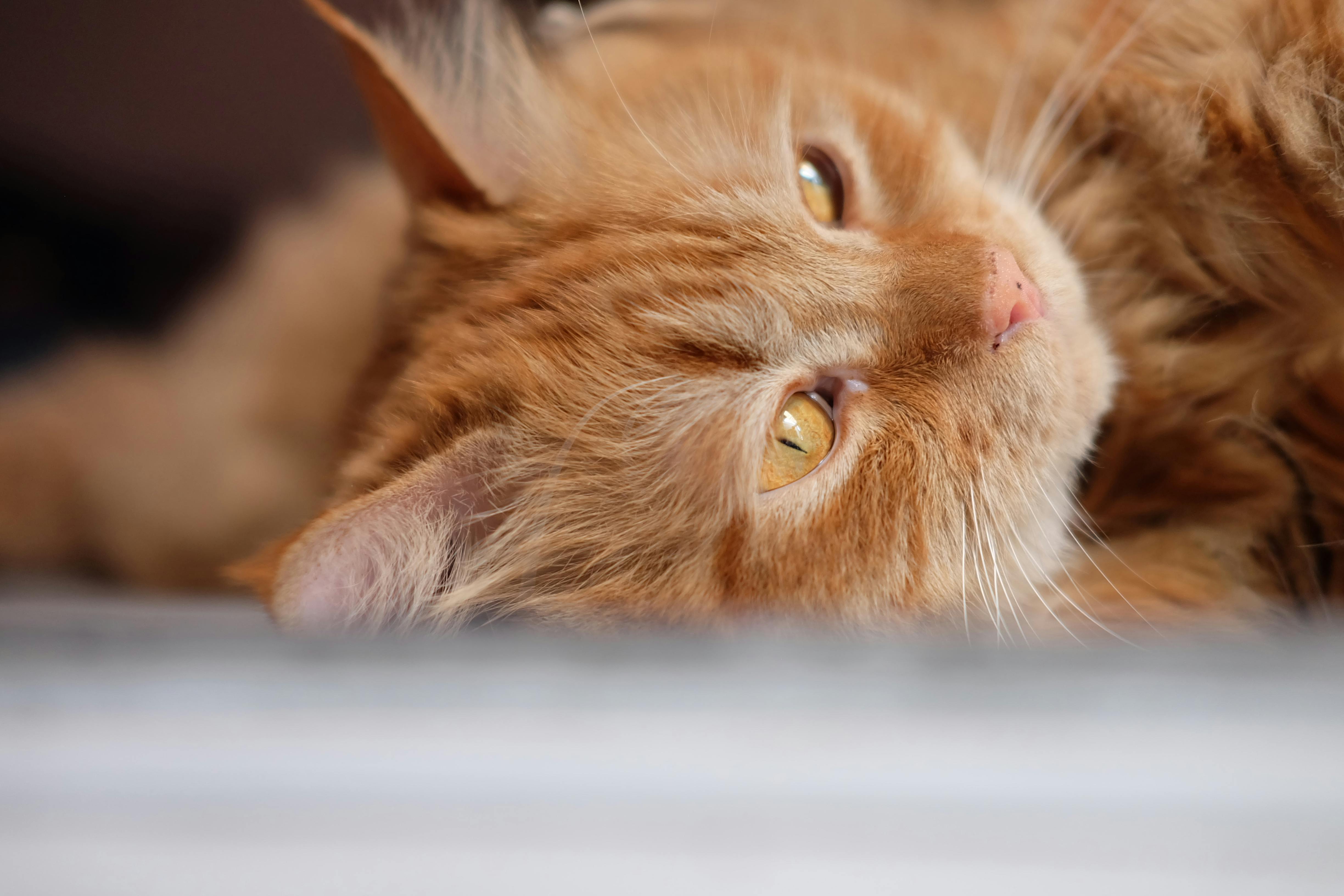 Gratis Primo piano caldo e intimo di un gatto soriano arancione comodamente sdraiato in casa. Foto a disposizione