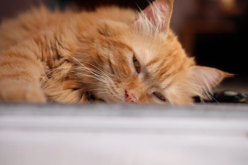 Free Close-up of a relaxed orange Persian cat lying indoors, showcasing its fluffy fur. Stock Photo