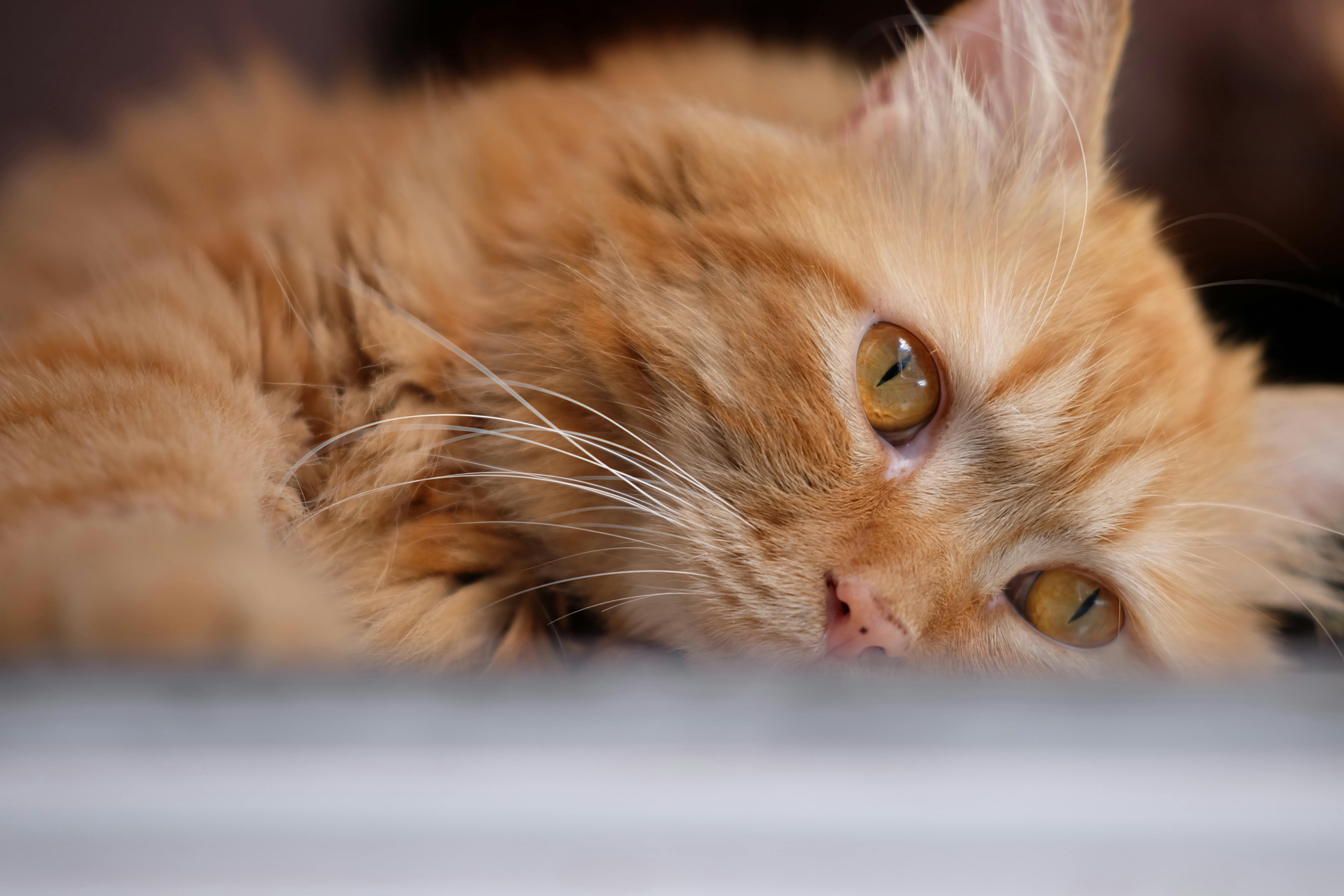 Gratis Affascinante primo piano di un gatto rosso rilassato con sorprendenti occhi gialli che riposa in casa. Foto a disposizione
