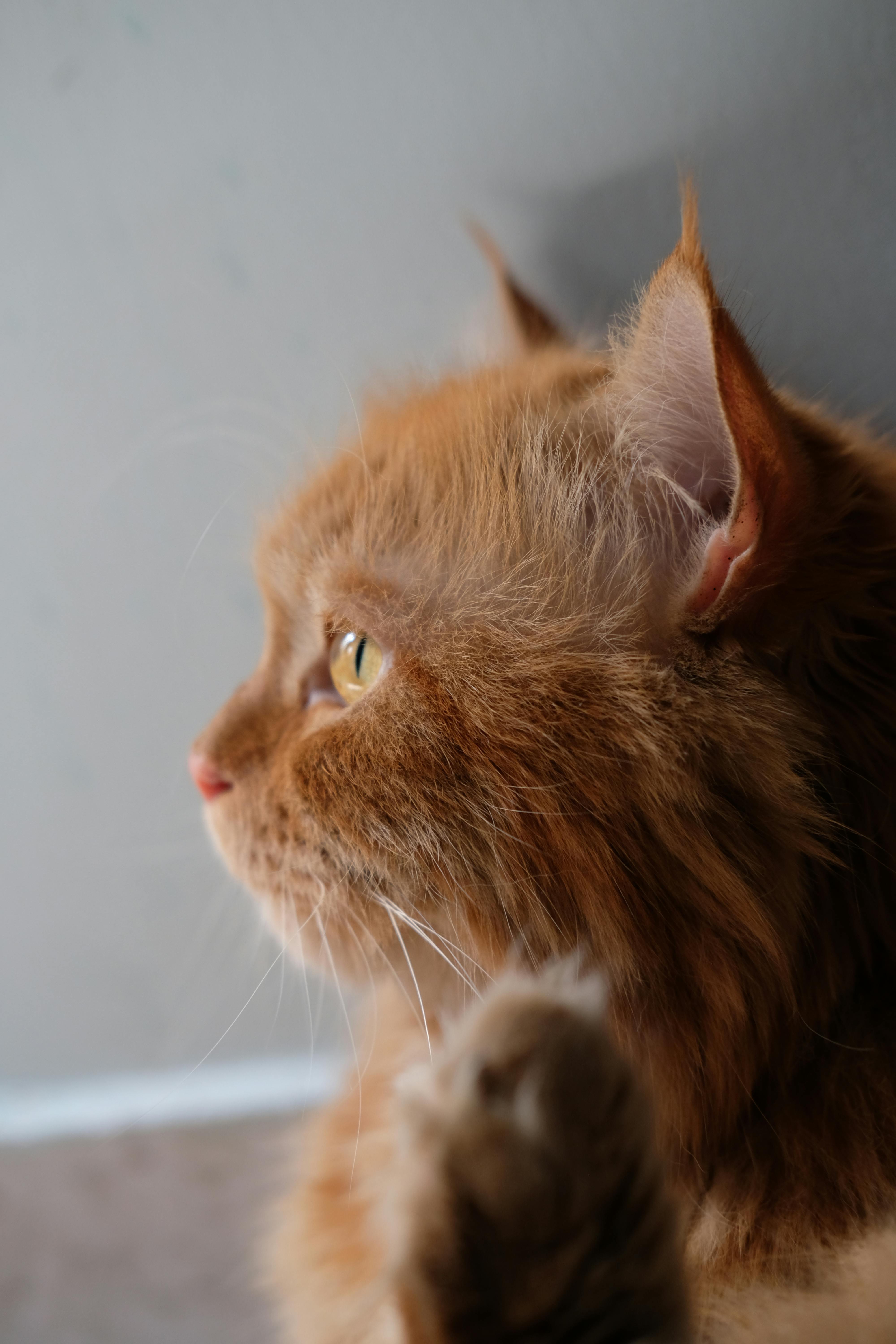 gratis Een profielaanzicht van een pluizige rosse kat die in de verte staart. Stockfoto