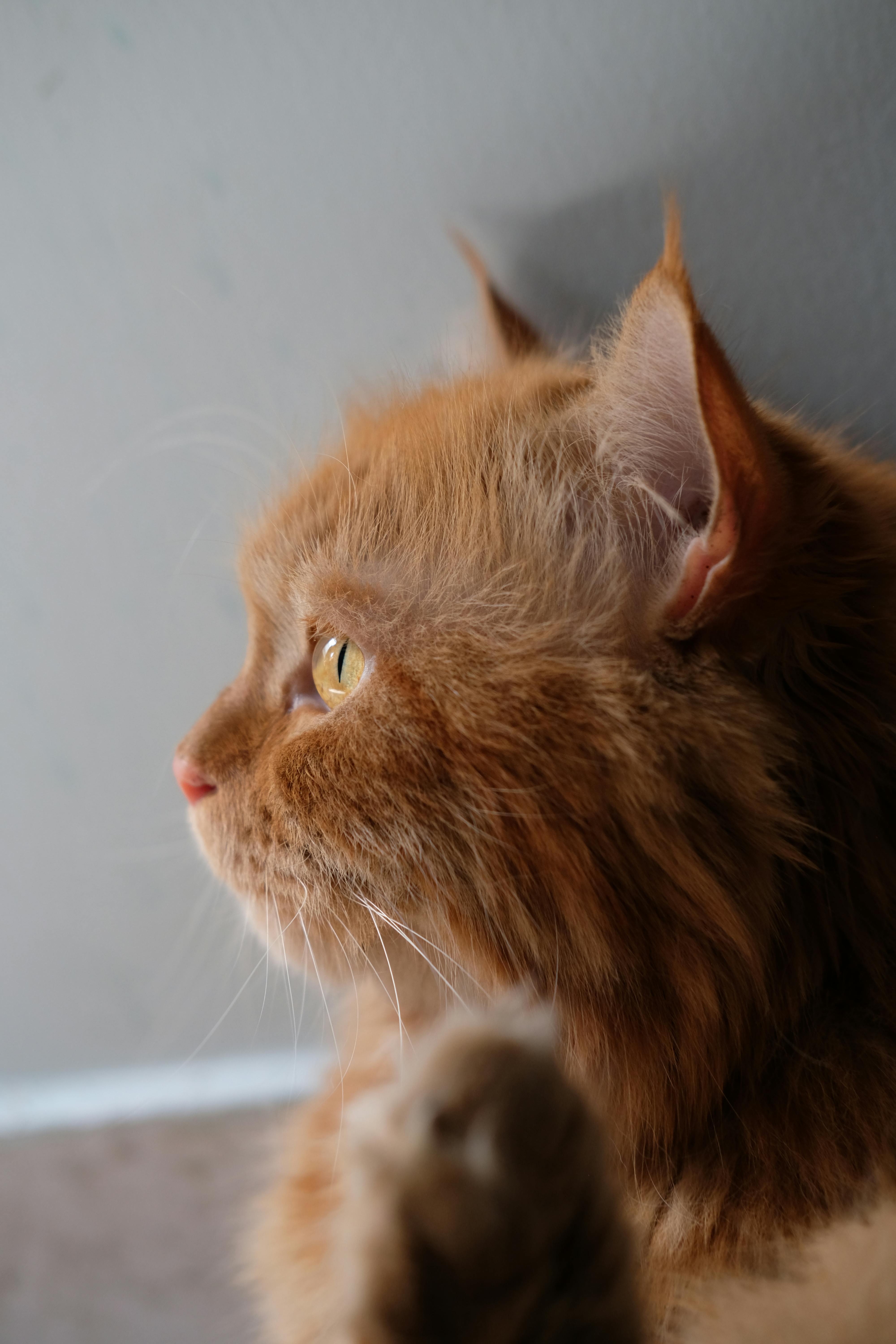 Gratuit Gros plan sur un chat persan duveteux au regard intense, sur fond de douce lumière naturelle. Photos