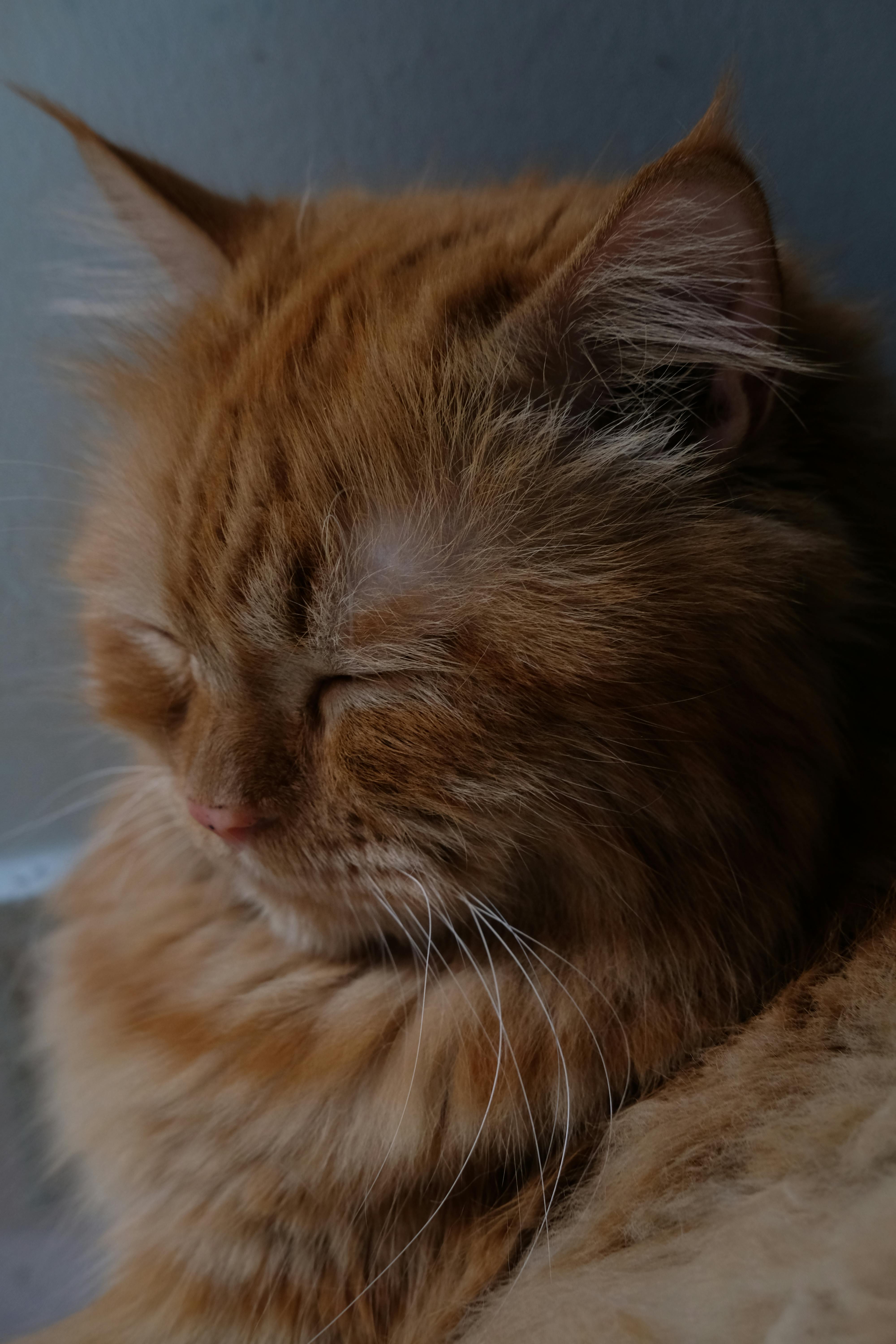 Zadarmo Chlpatá ryšavá mačka pokojne spí vnútri a ukazuje svoju mäkkú srsť a zatvorené oči. Fotka z fotobanky