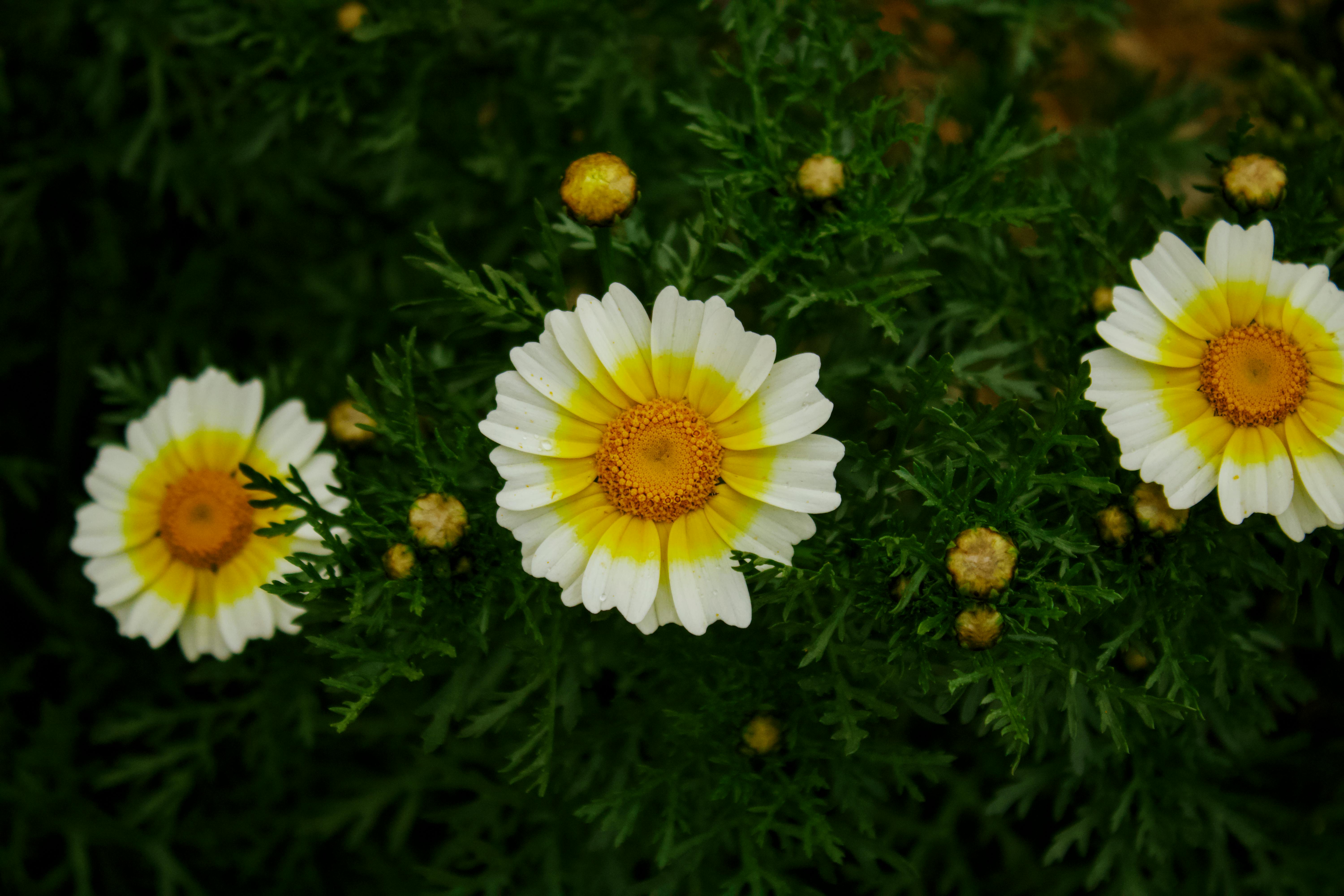 Gratuit De magnifiques marguerites blanches et jaunes photographiées à Torrevieja, en Espagne, illustrant les couleurs éclatantes de la nature. Photos