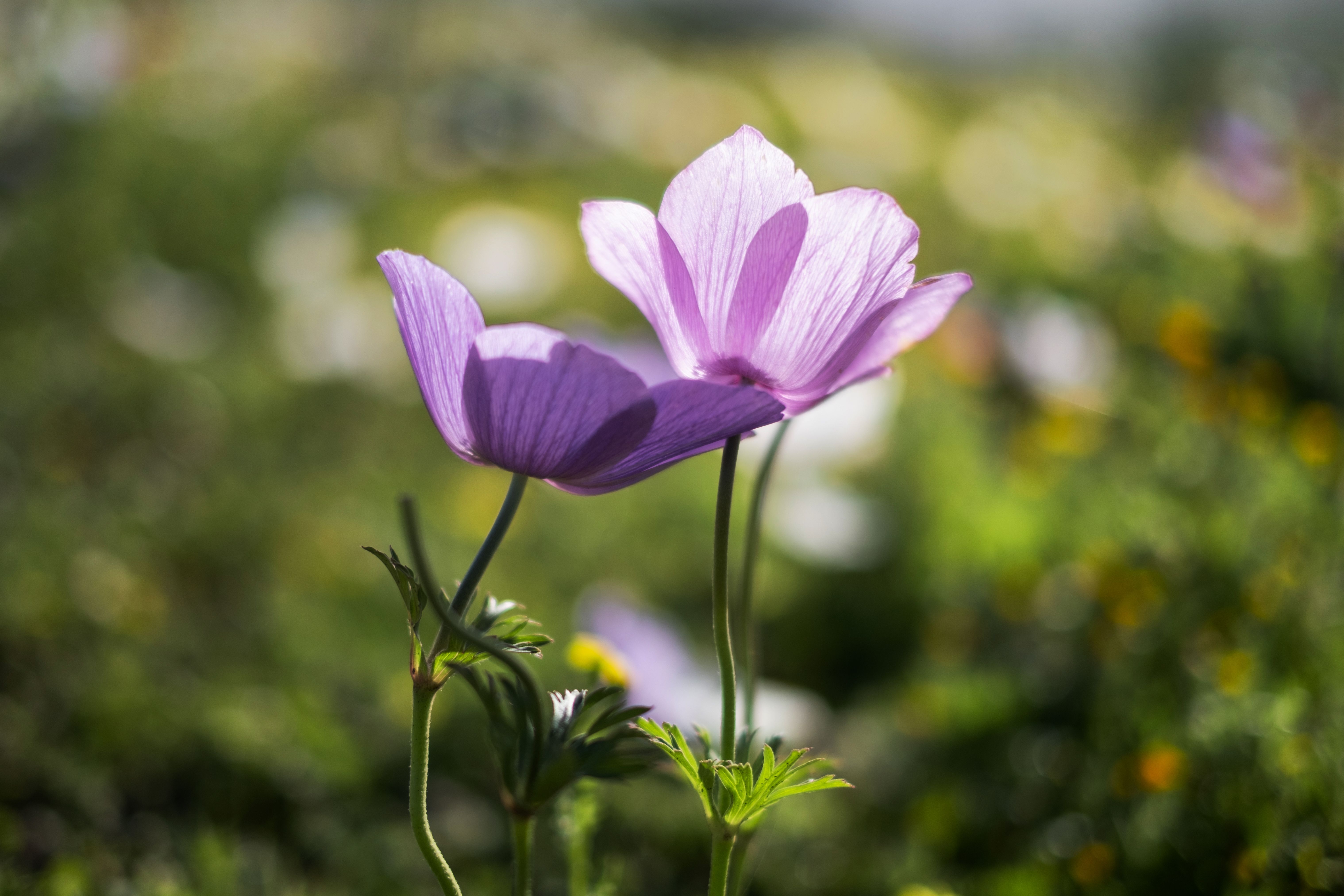 アネモネ（Anemone）の花