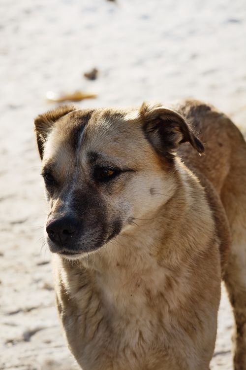 Free Adorable mixed-breed dog in a natural light setting. Ideal for pet-themed stock images. Stock Photo