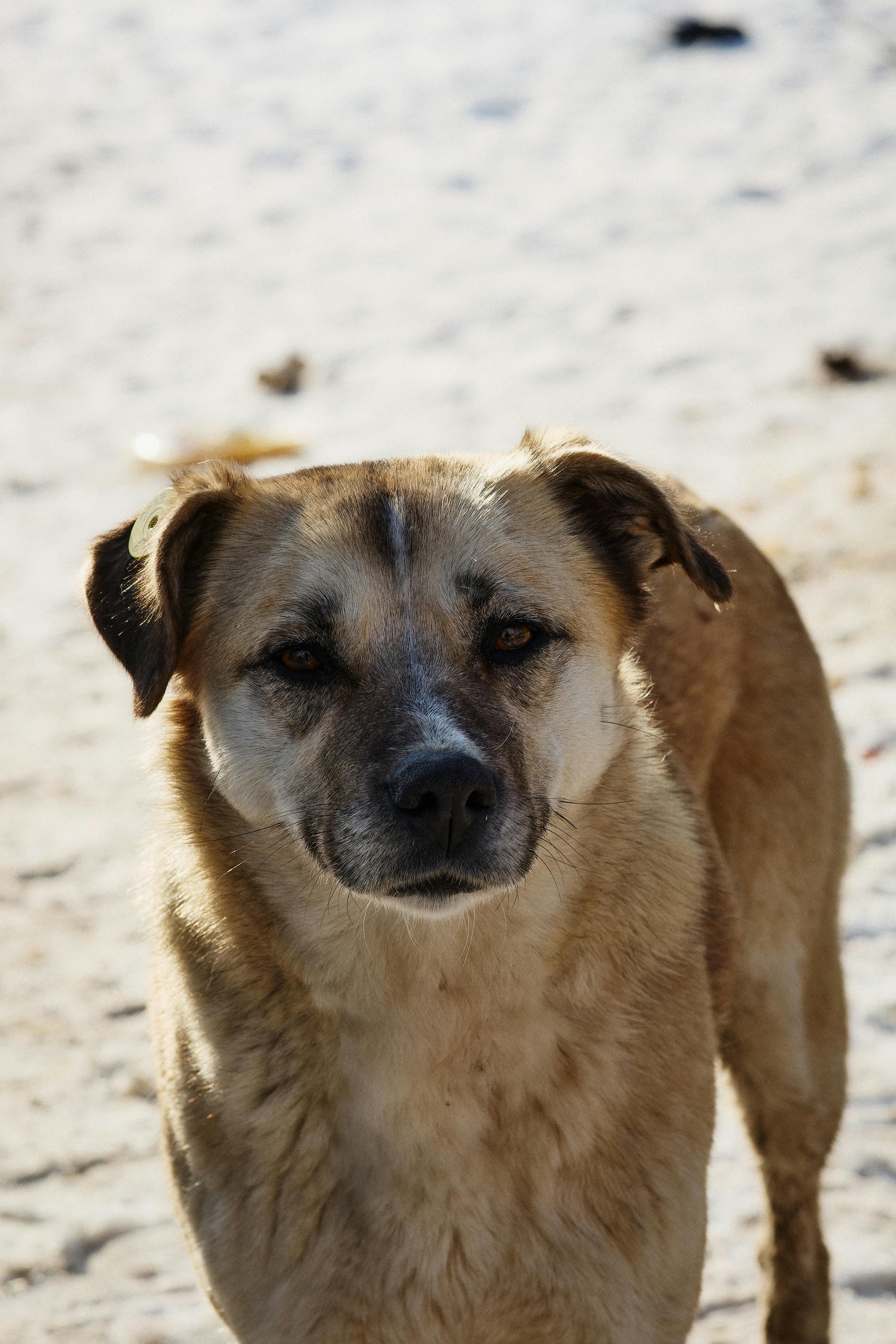 免費 一隻棕色的狗站在陽光明媚的沙灘上，望著鏡頭。 圖庫相片