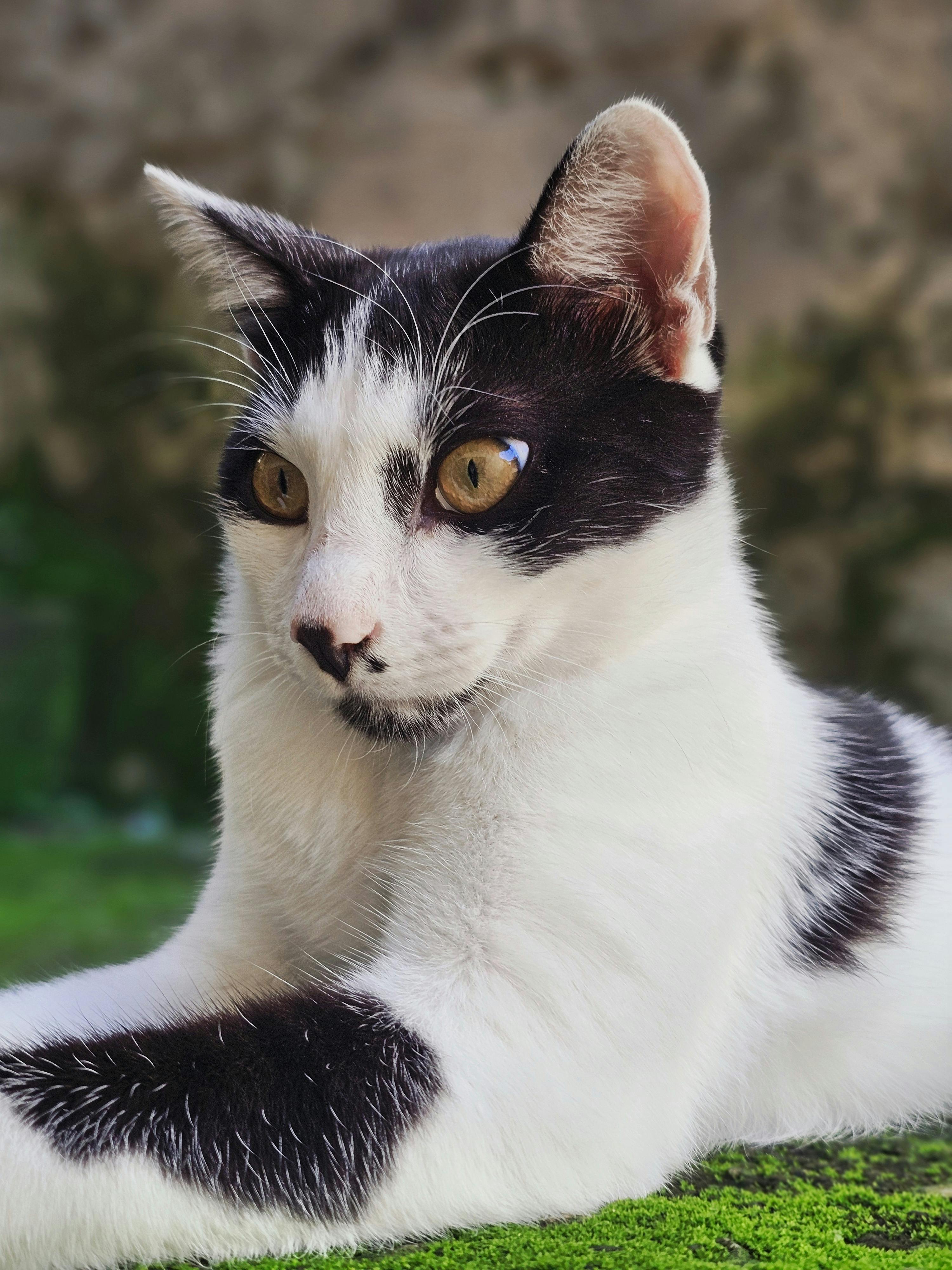 De franc Foto d'estoc gratuïta de adorable, alerta, animal Foto d'estoc