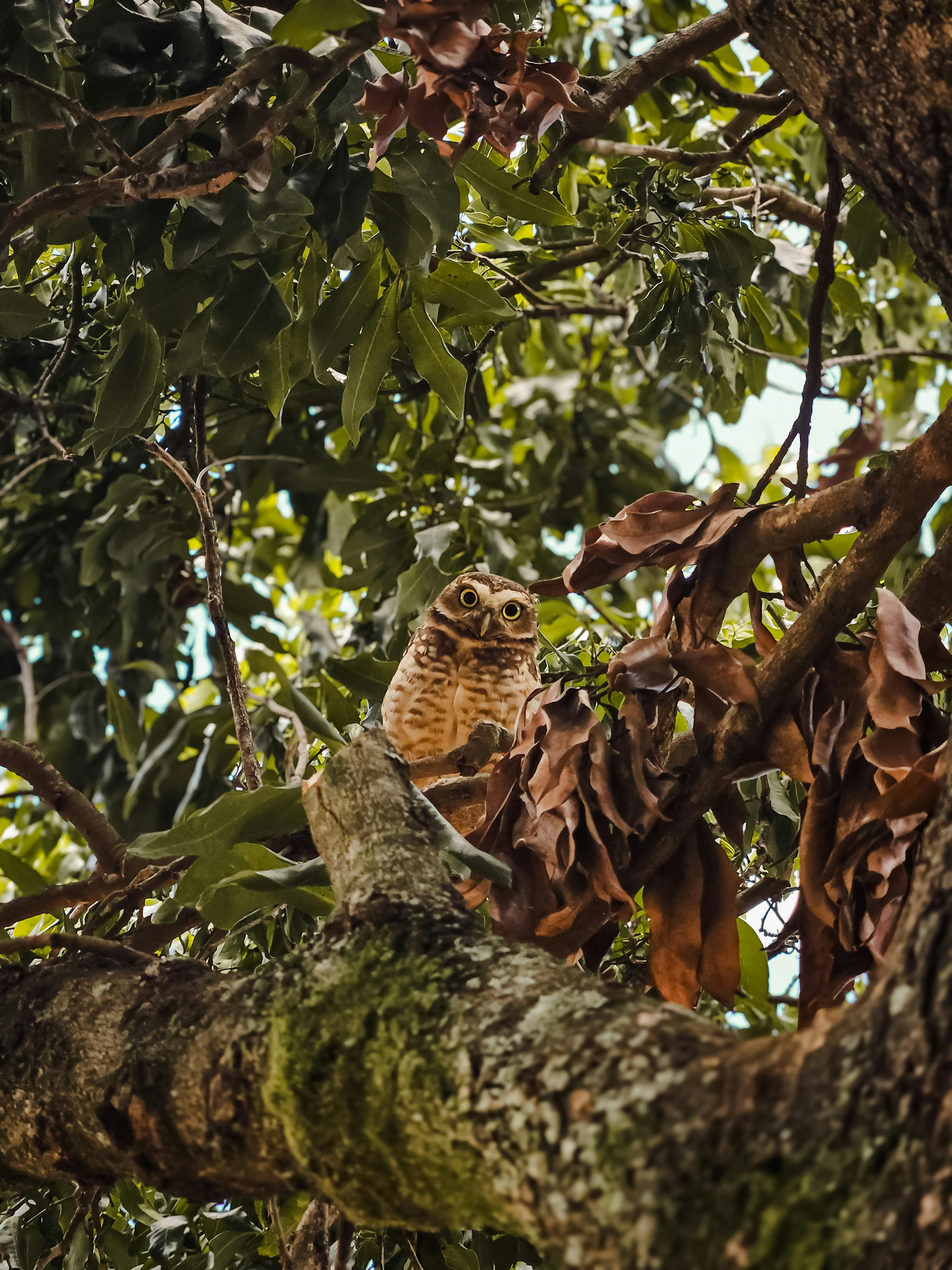 무료 가지, 깃털, 나무 껍질의 무료 스톡 사진