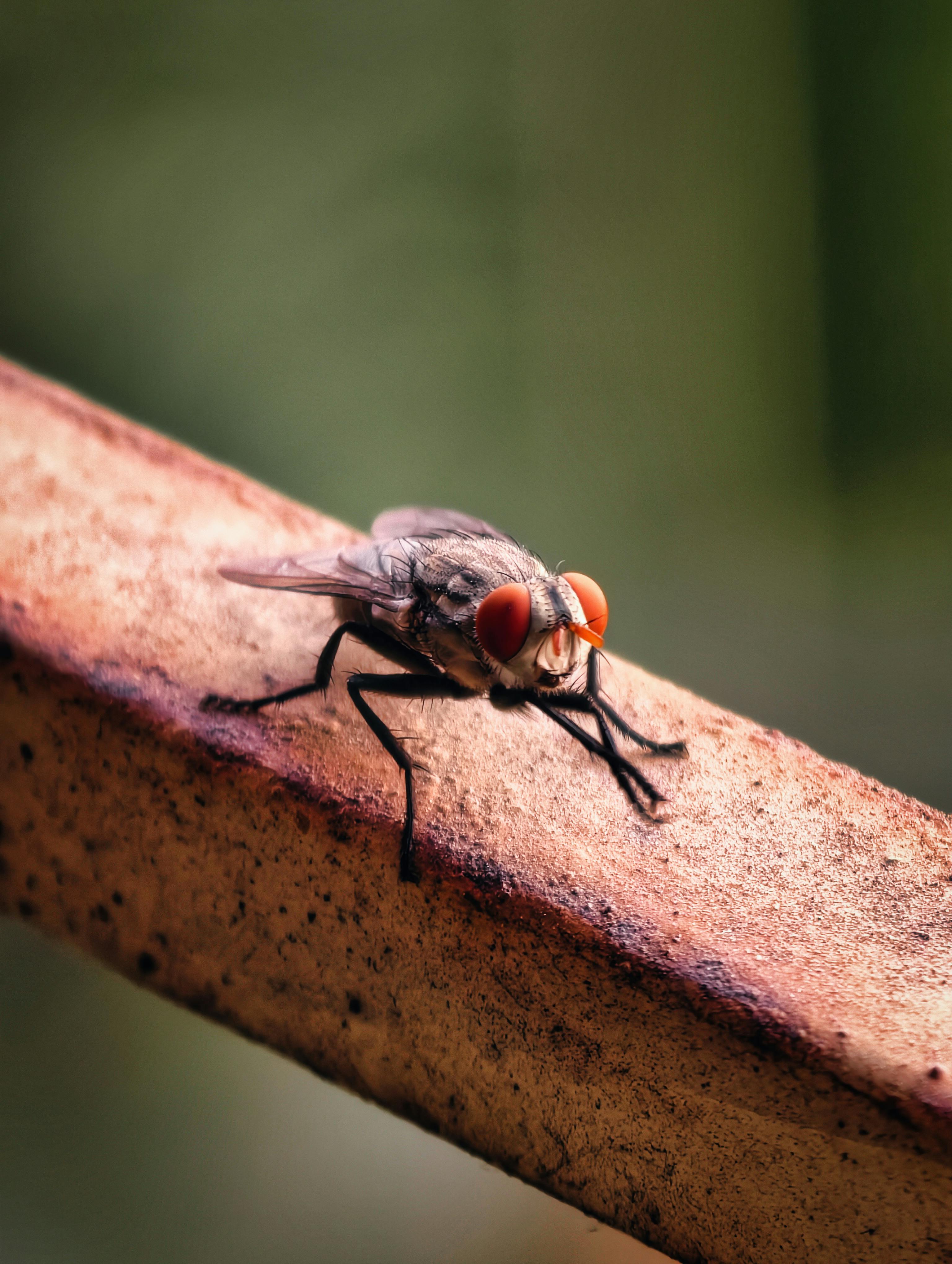 Gratis Foto macro dettagliata di una mosca domestica su una superficie arrugginita con sfondo sfocato. Foto a disposizione