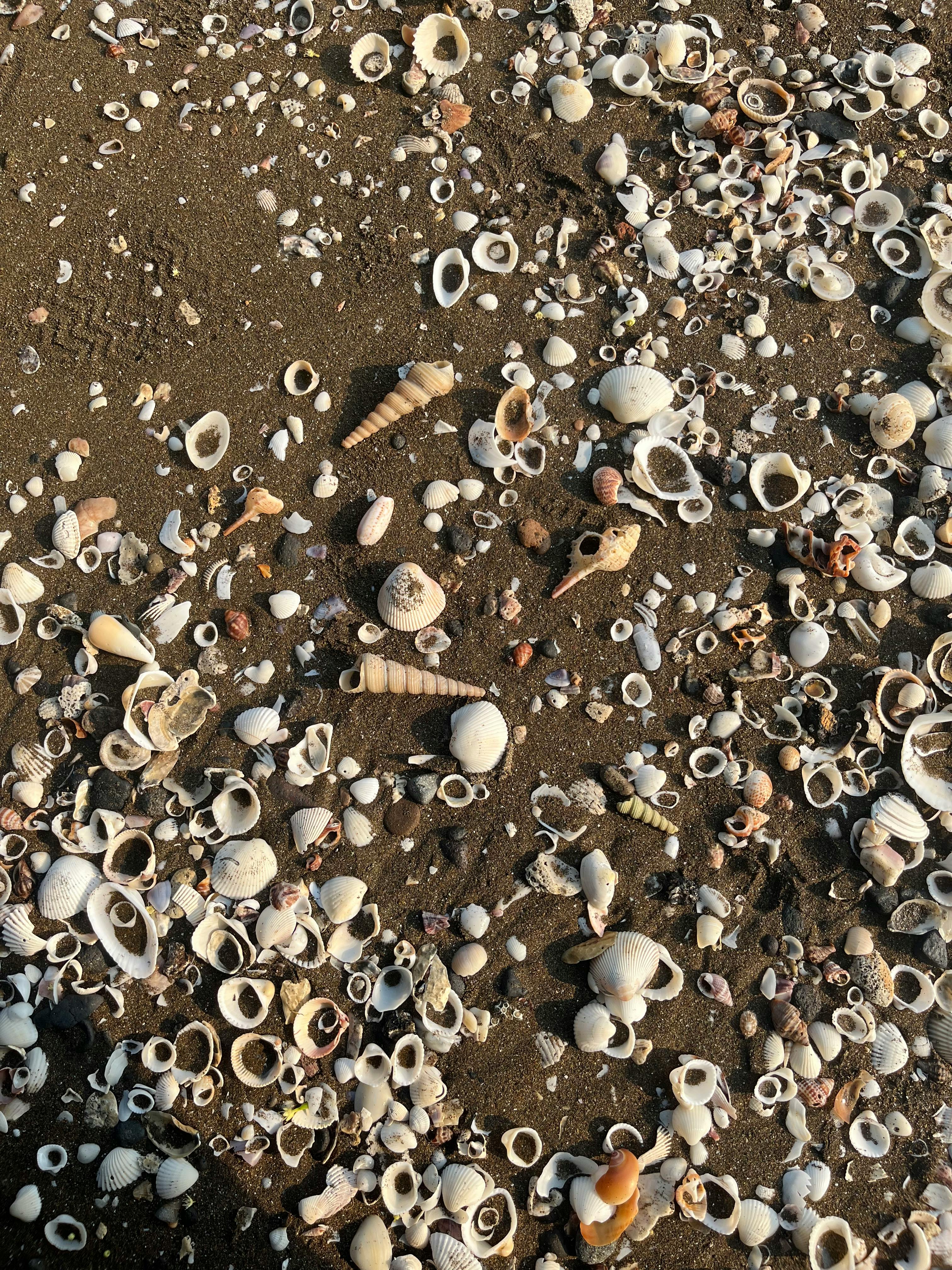 Gratis Hermosa colección de conchas marinas esparcidas sobre una playa de arena, que captura la diversidad de la naturaleza. Foto de stock