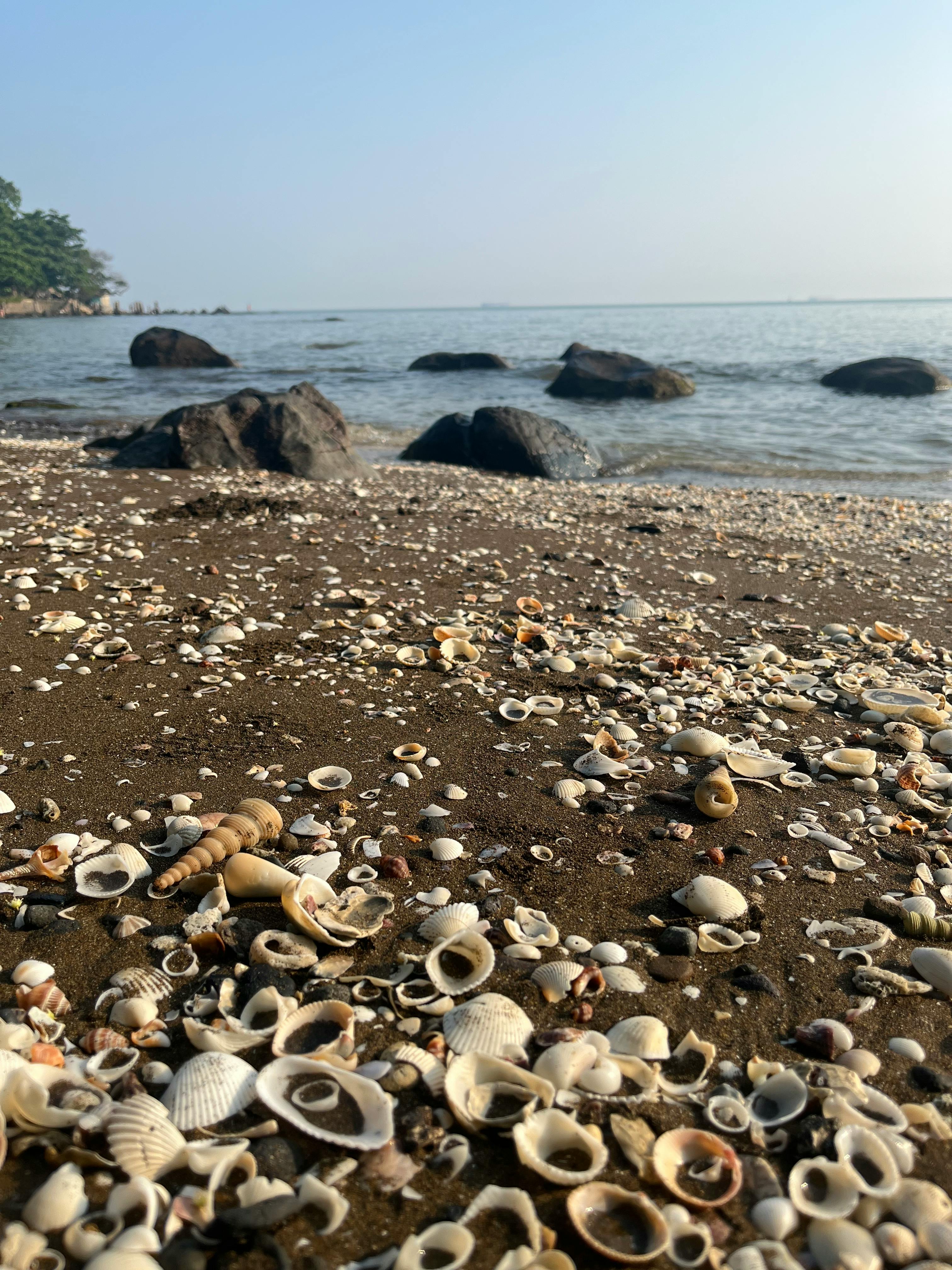 Gratis Una serena scena di spiaggia con conchiglie e rocce sparse sotto un cielo limpido, perfetta per temi di relax. Foto a disposizione