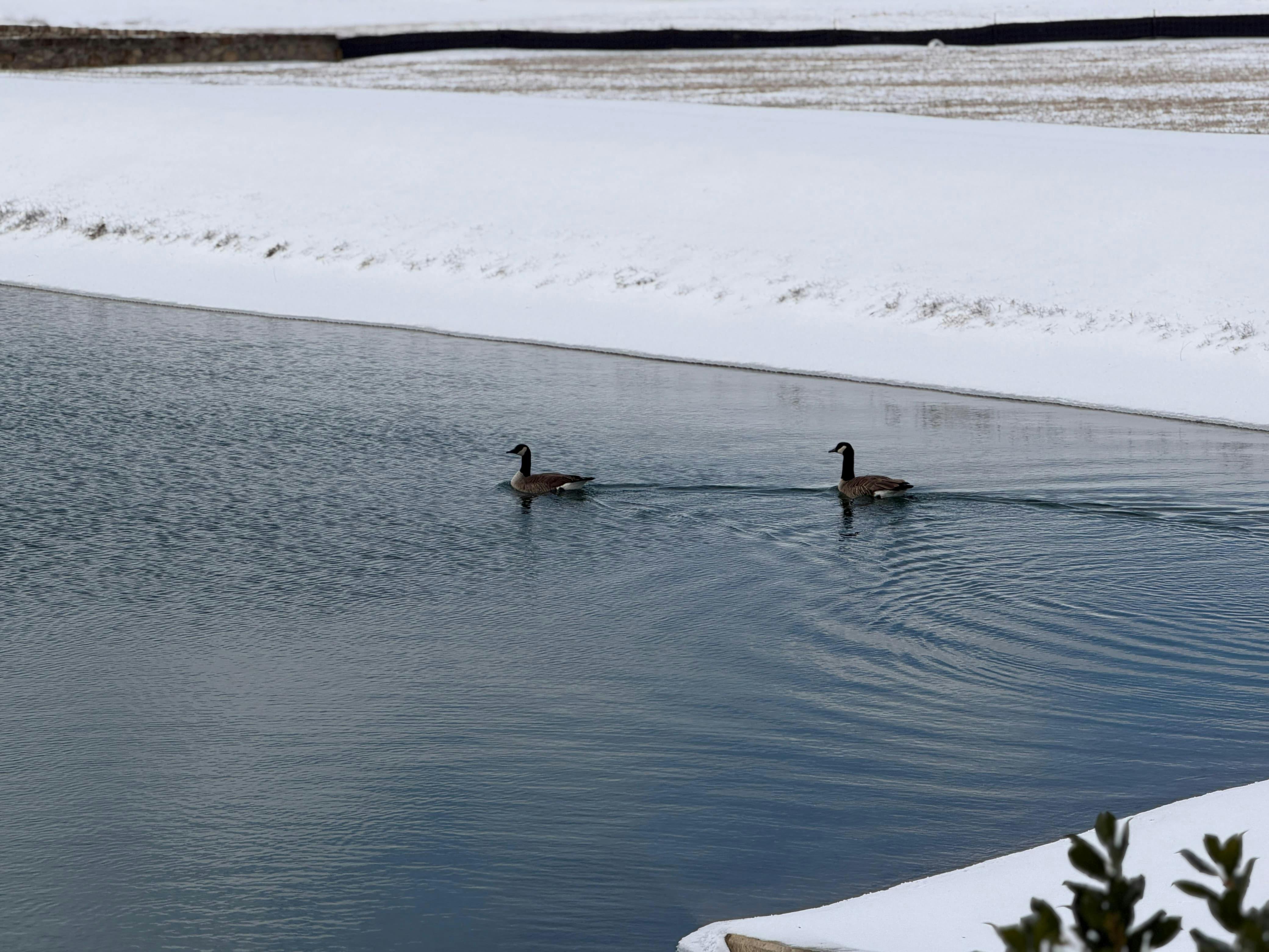 Gratis Due oche nuotano in un tranquillo stagno innevato, circondate da un paesaggio invernale. Foto a disposizione