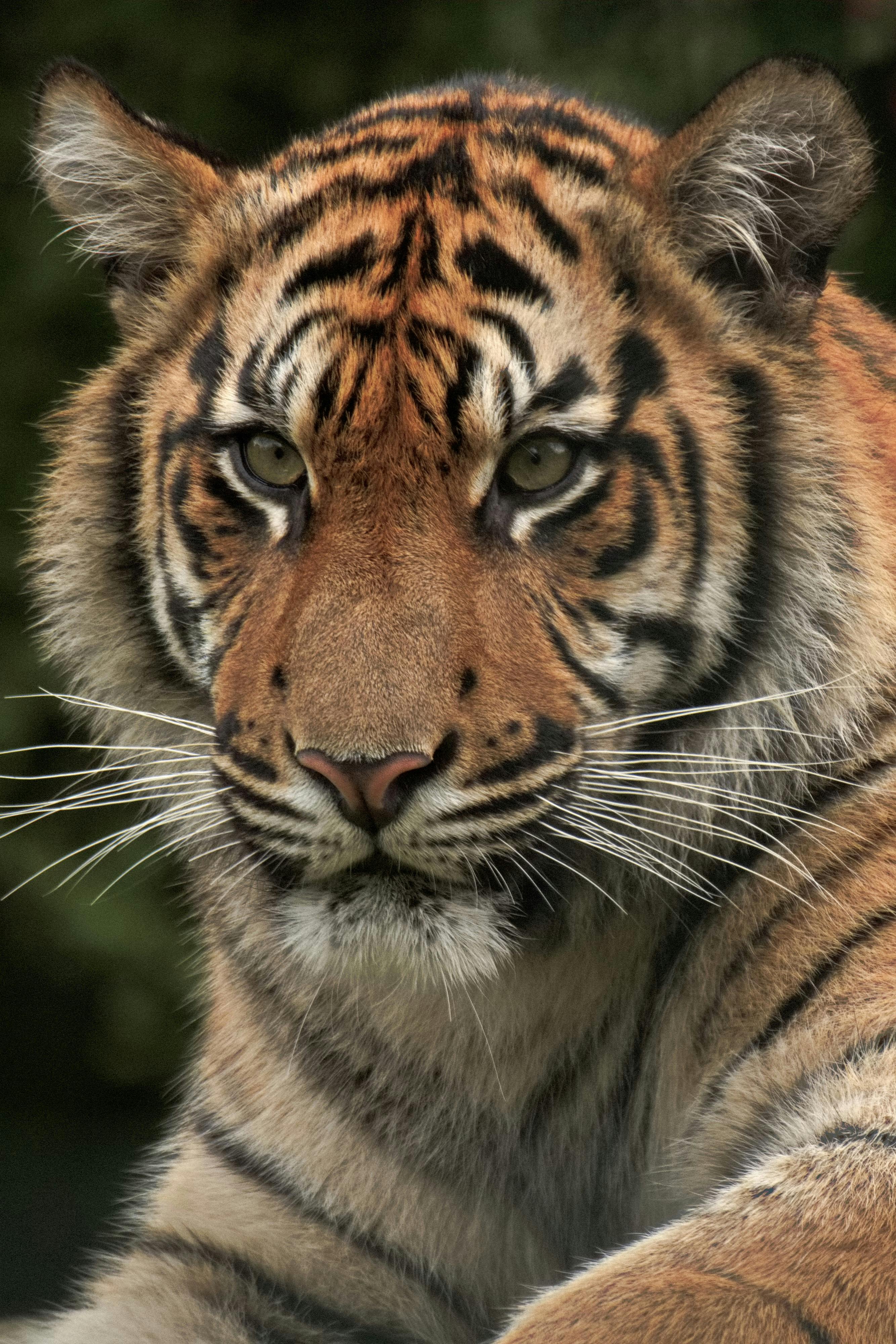 Gratis Primo piano dettagliato di una tigre del Bengala che mette in risalto le sue maestose caratteristiche e il suo sguardo intenso. Foto a disposizione