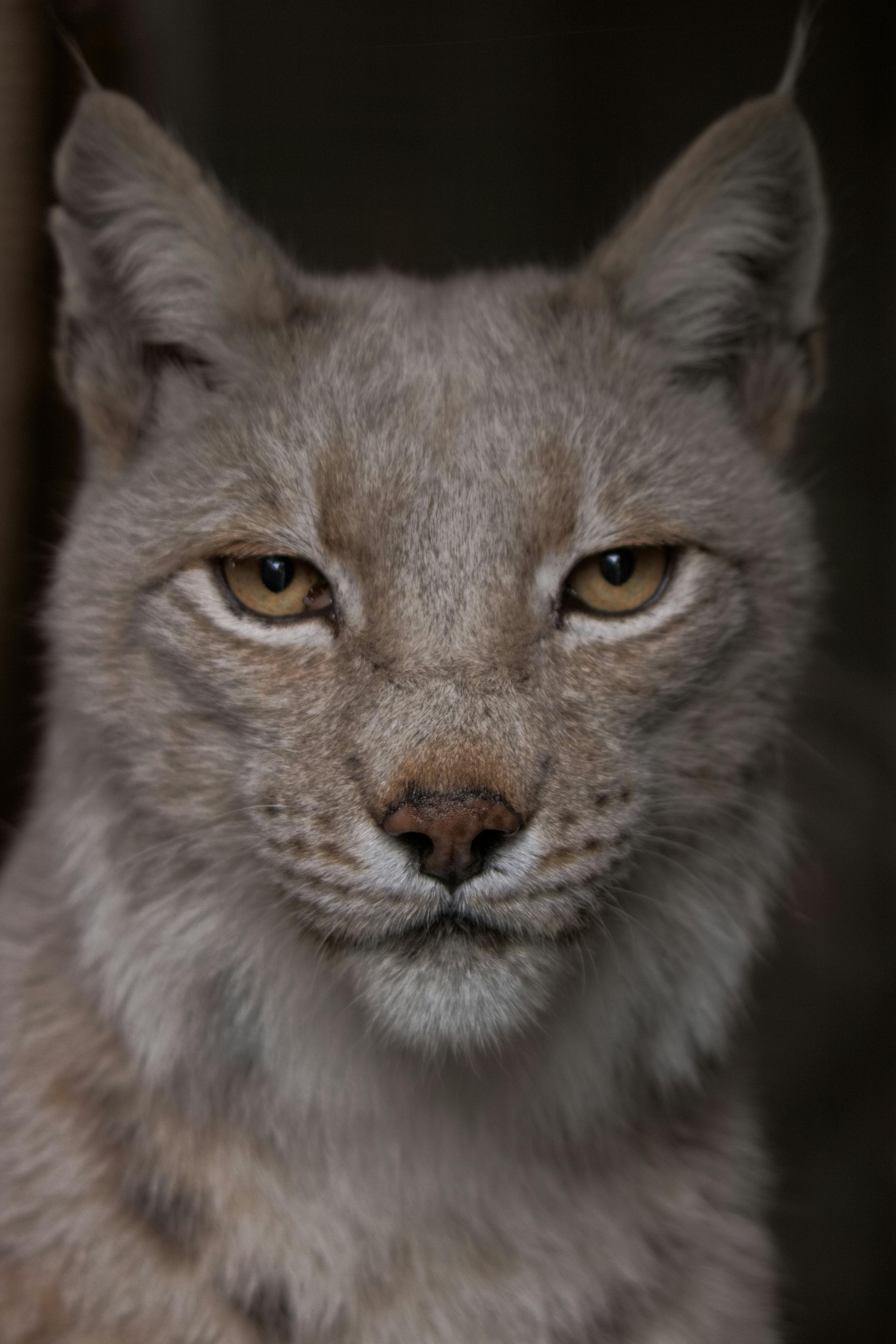 Free Detailed headshot of a lynx showcasing its eyes and fur texture. Stock Photo