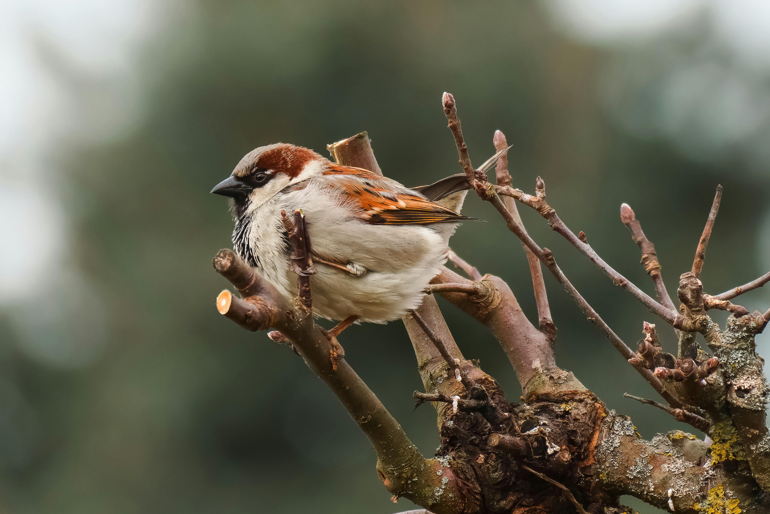 免费 一只家麻雀栖息在树枝上，背景模糊，特写镜头。 素材图片