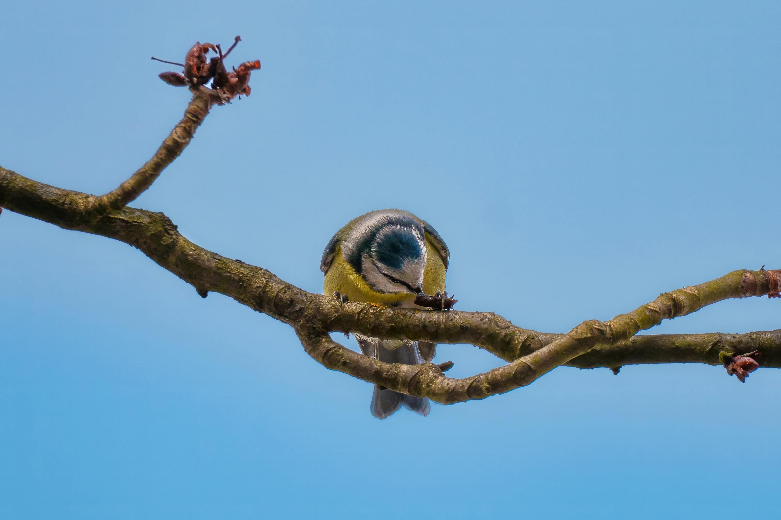 Miễn phí Một con chim Sẻ Xanh đậu trên cành cây dưới bầu trời xanh trong vắt, tượng trưng cho thiên nhiên và sự tự do. Ảnh lưu trữ