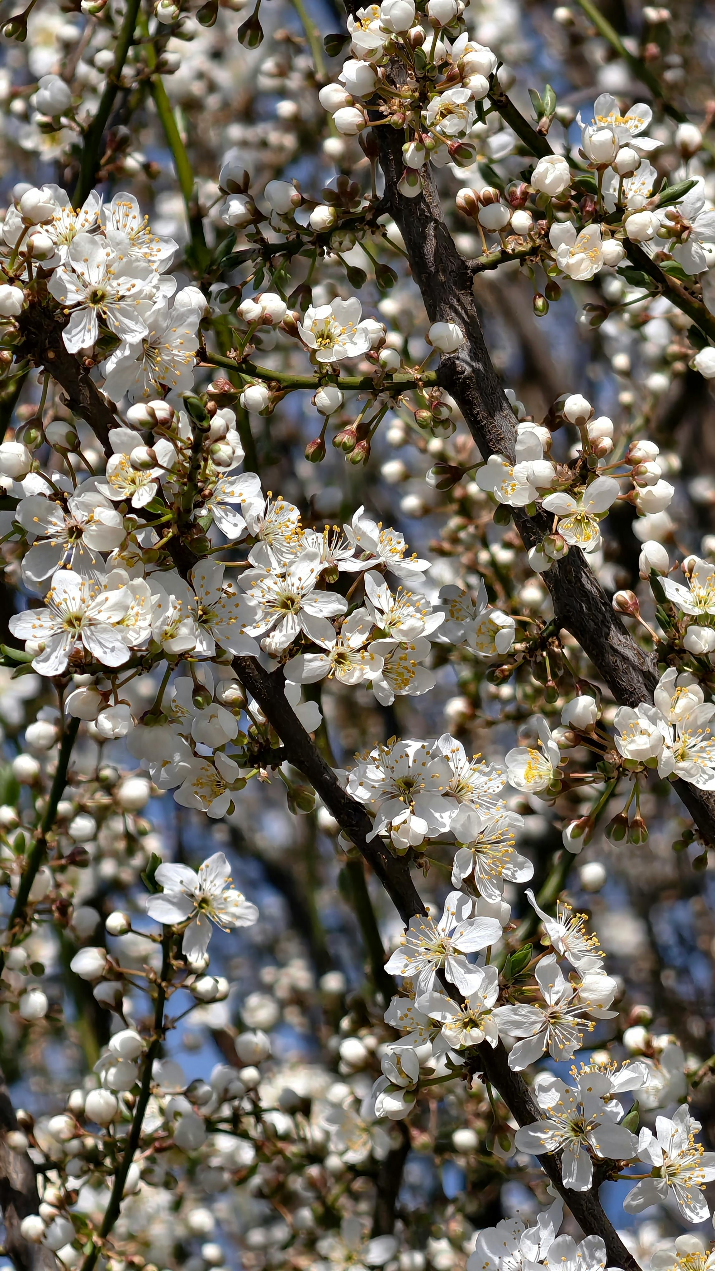 ฟรี ดอกซากุระสีขาวบอบบางบานสะพรั่งเต็มที่ในวันฤดูใบไม้ผลิที่สดใส คลังภาพถ่าย