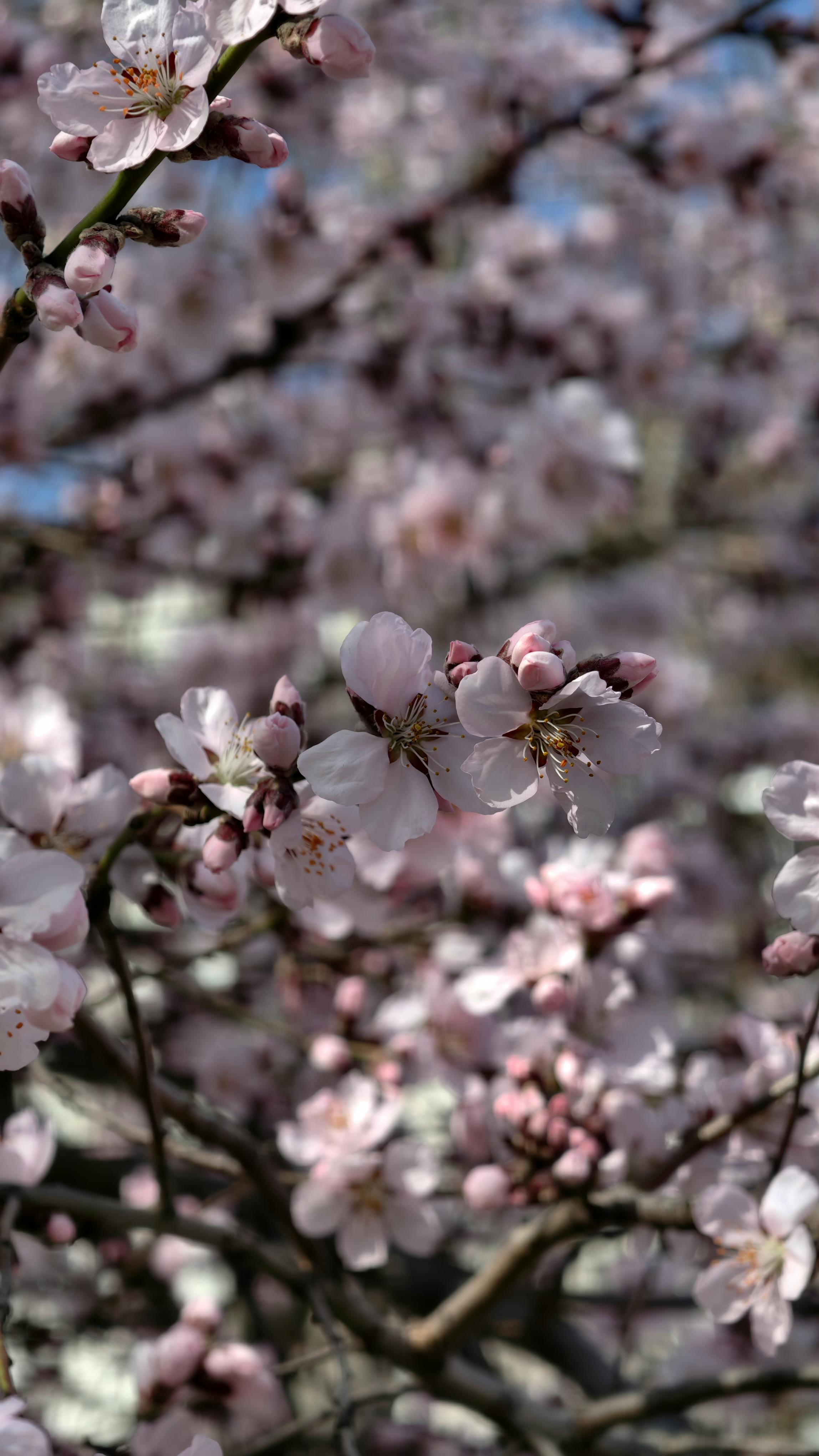 ฟรี ภาพระยะใกล้ของดอกซากุระกลีบสีชมพูอ่อน สื่อถึงการมาถึงของฤดูใบไม้ผลิ คลังภาพถ่าย