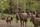 forest animals