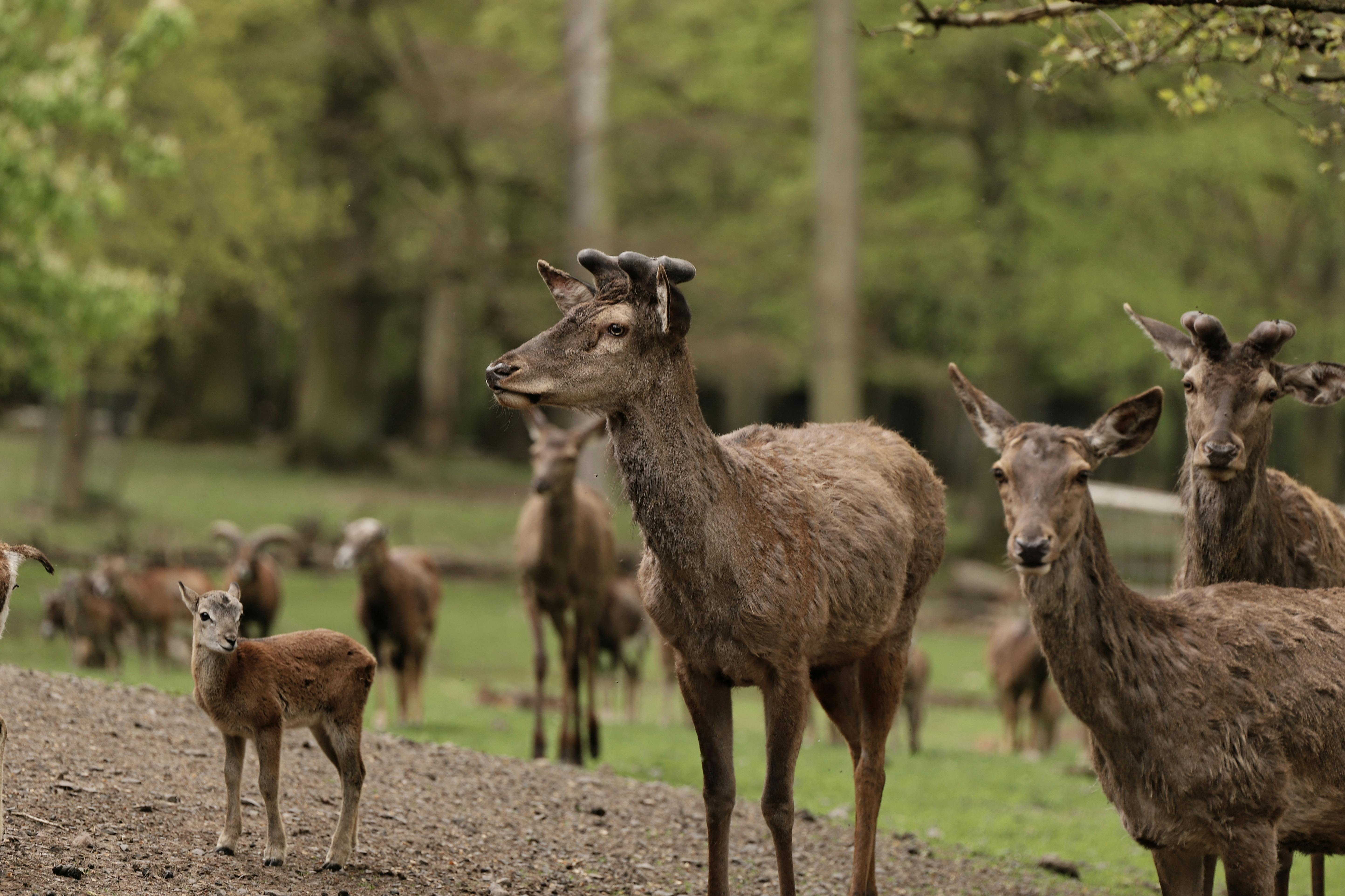 Gratis Una scena serena che ritrae un branco di cervi in ​​un paesaggio forestale lussureggiante, mostrando la fauna selvatica nel suo habitat naturale. Foto a disposizione