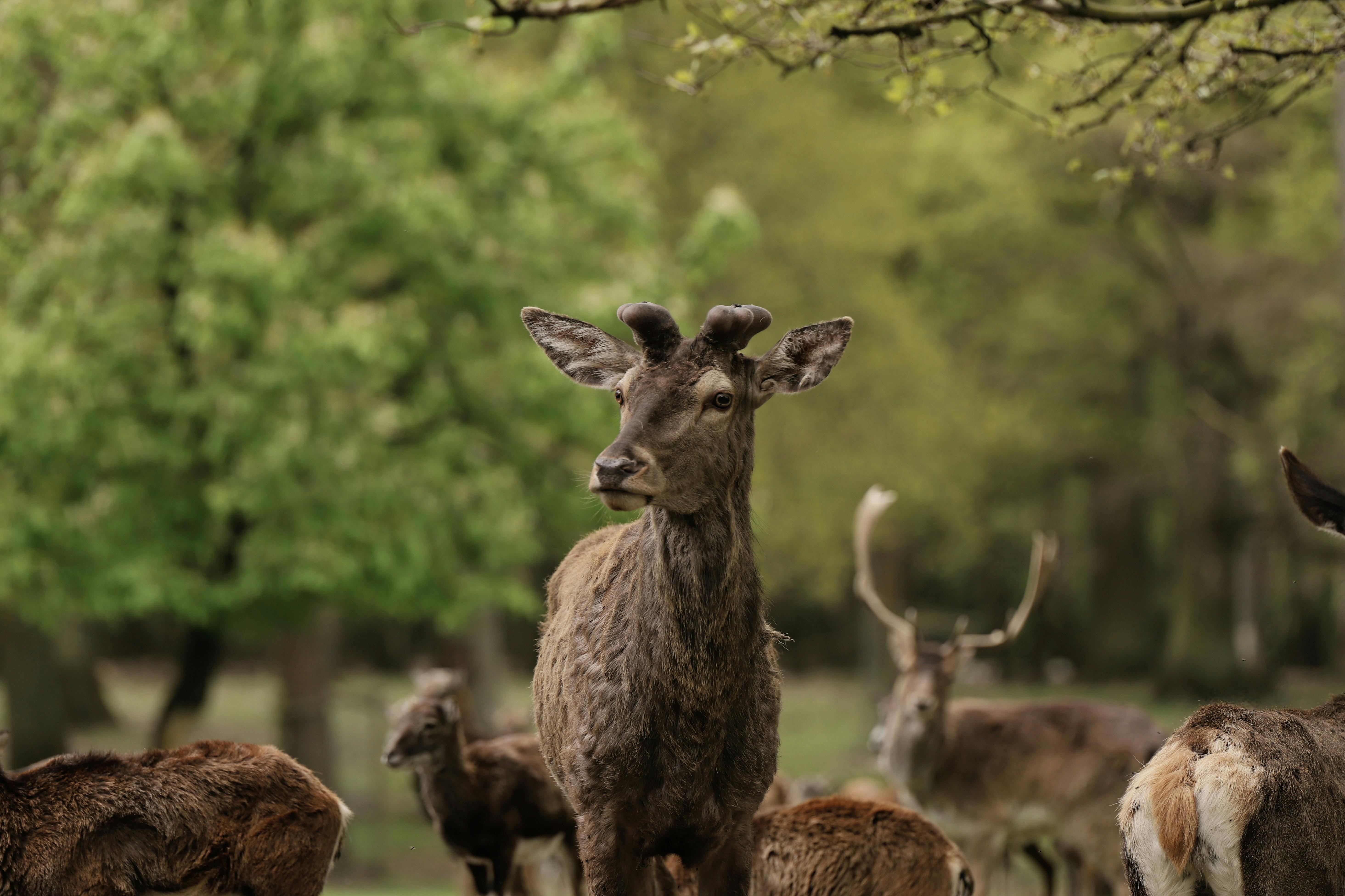 Kostenlos Kostenloses Stock Foto zu bäume, draußen, hirsch Stock-Foto
