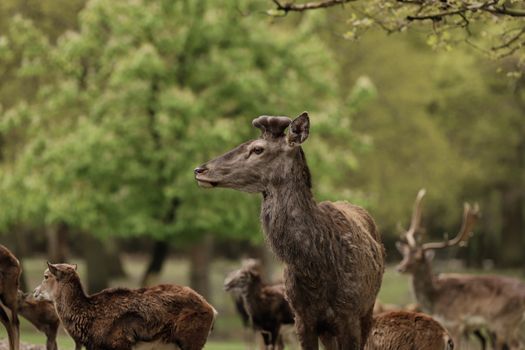 A group of deer including one with antlers standing majestically in a green forest.