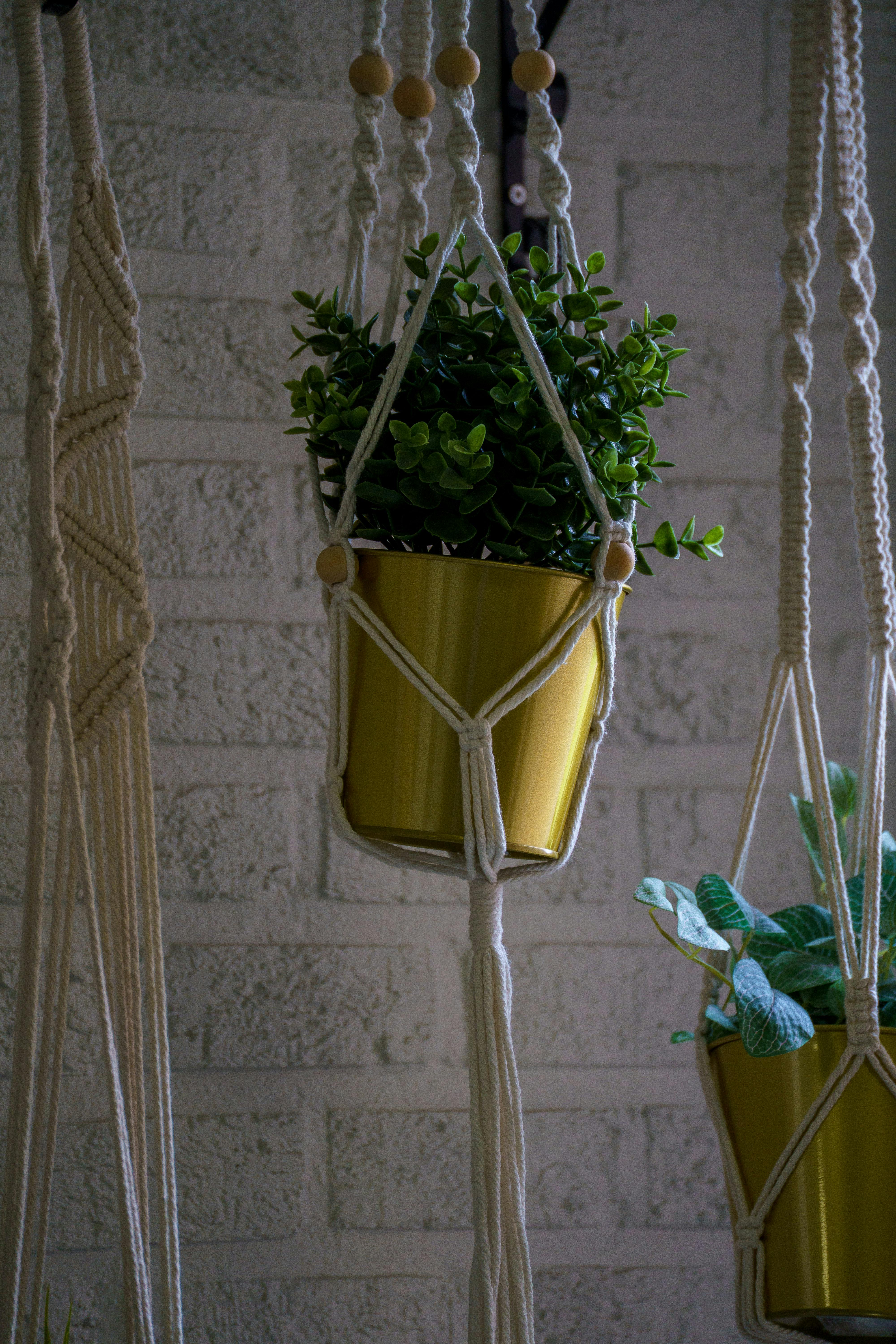 Gratis Immagine gratuita di accessori per la casa, appendiabiti per piante, arredamento alla moda Foto a disposizione