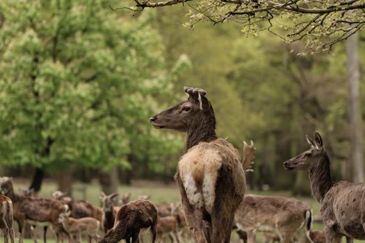 A serene image of deer grazing in a lush, green forest during spring.