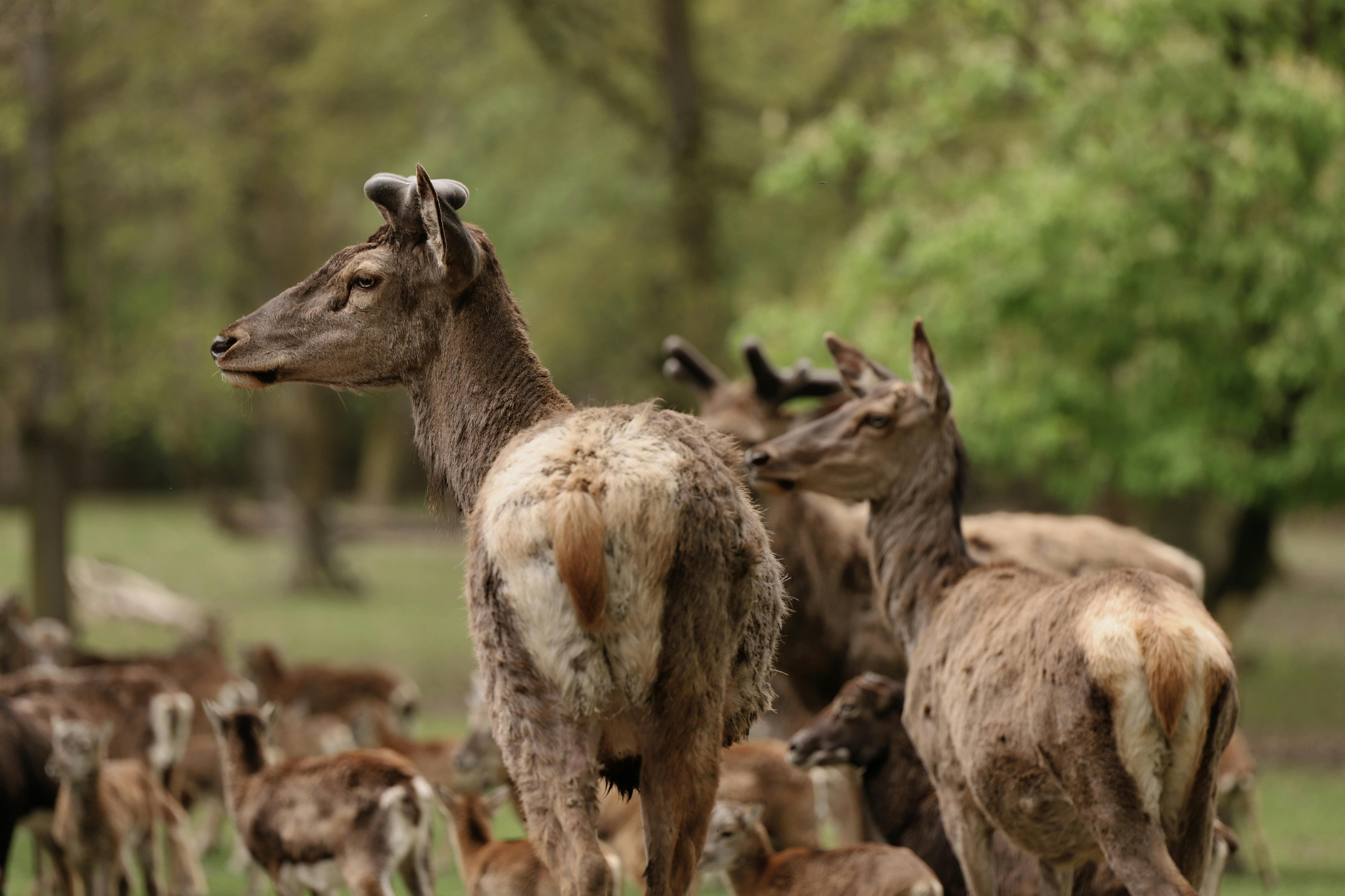 Gratuit Un groupe de cerfs dans un cadre forestier serein, mettant en valeur la faune sauvage dans la nature. Photos