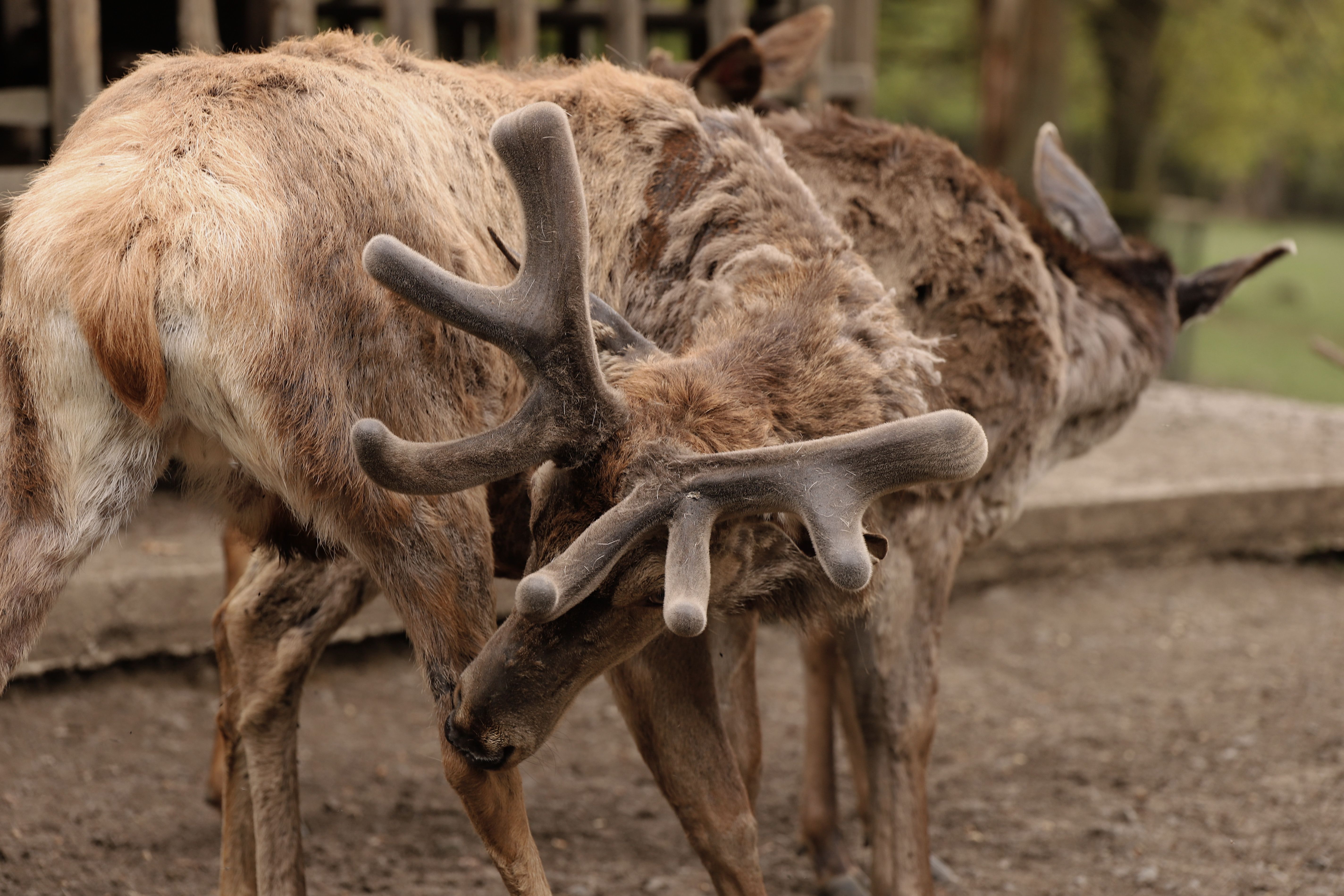 Close-Up of Red Deer with Velvet Antlers in Nature Park · Free Stock Photo