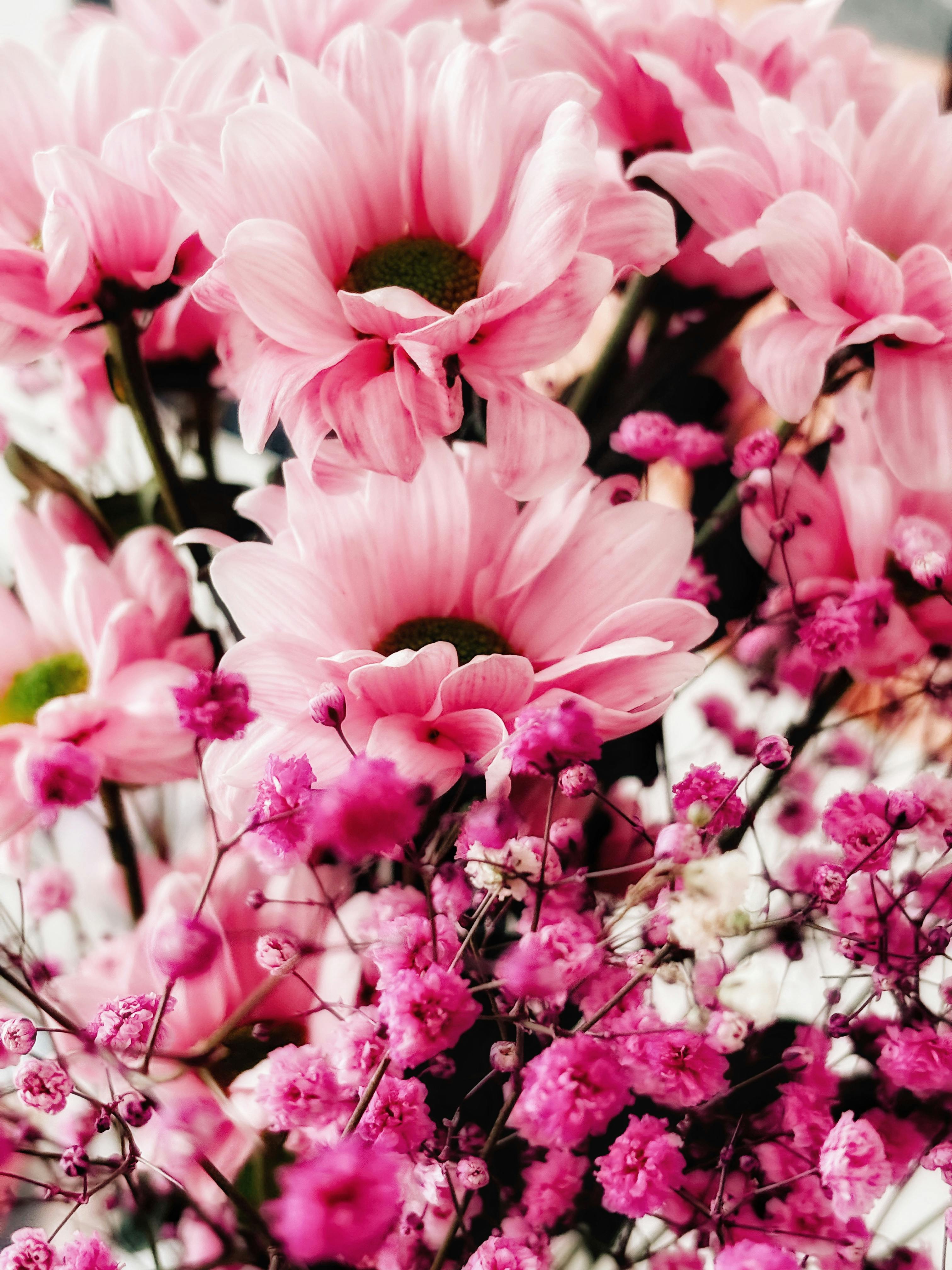 bezplatná Bujná kytice růžových chryzantém a popínavých rostlin, která představuje zářivou květinovou krásu. Základová fotografie